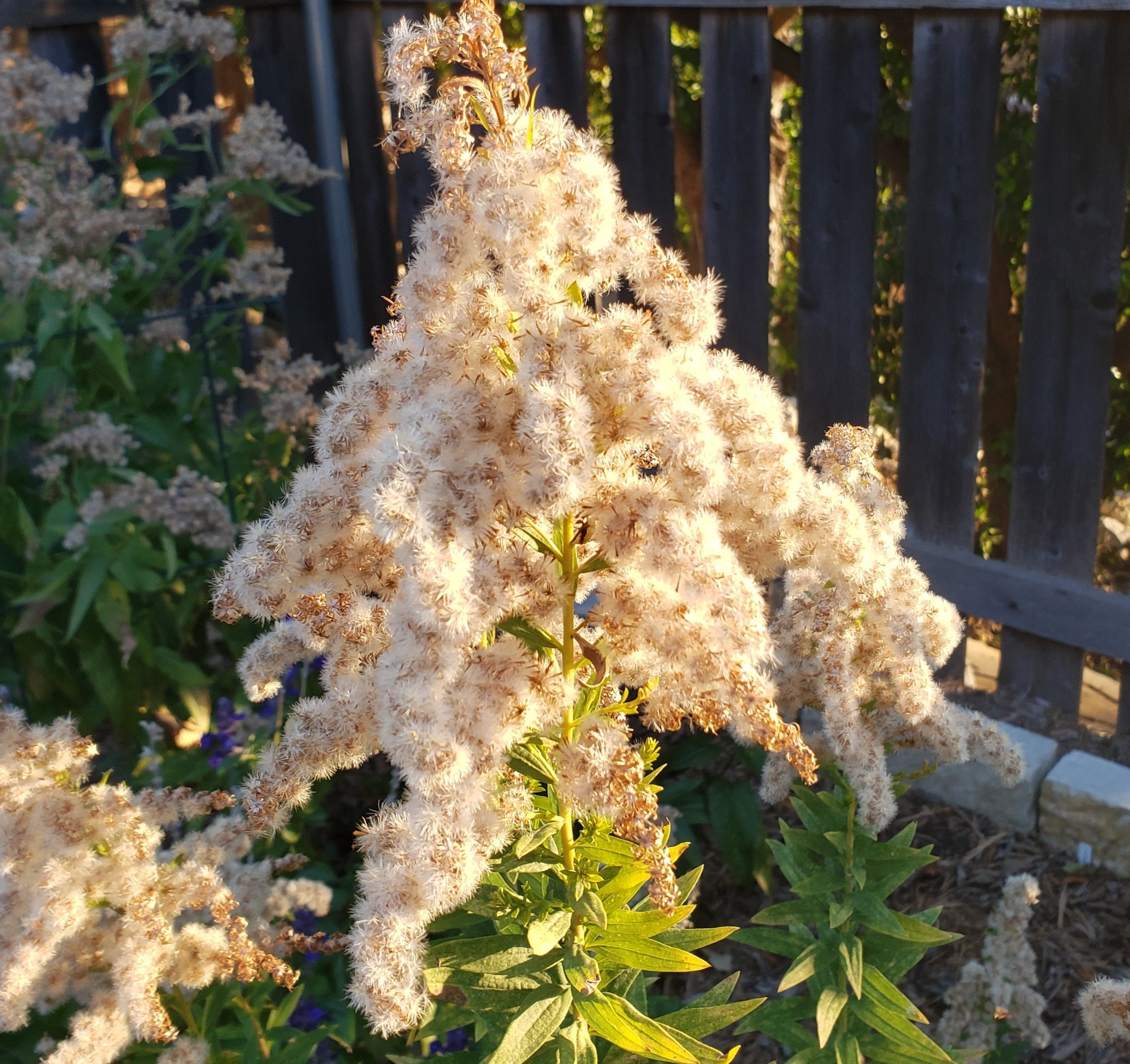 Solidago altissima (Tall Goldenrod)