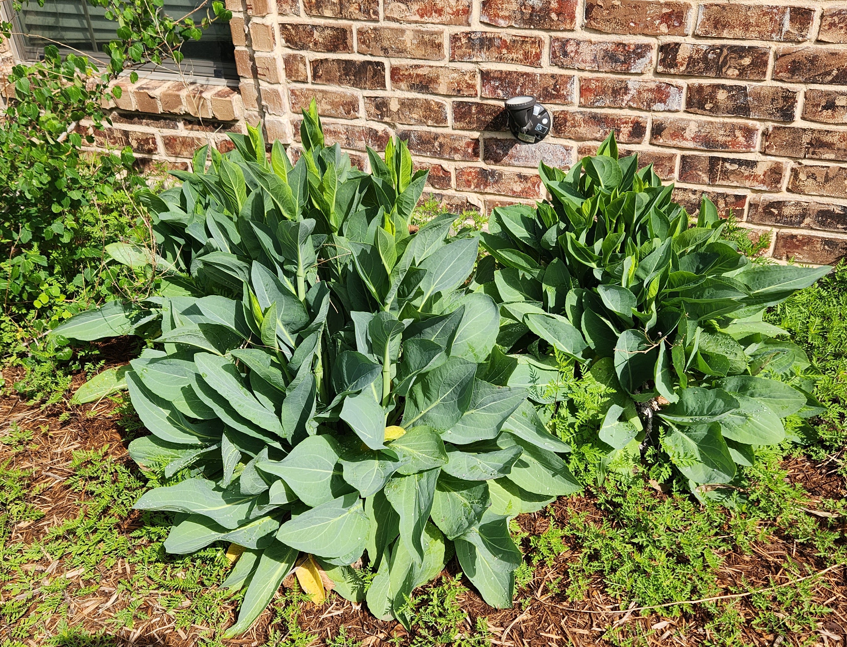 Rudbeckia maxima (Giant Coneflower)