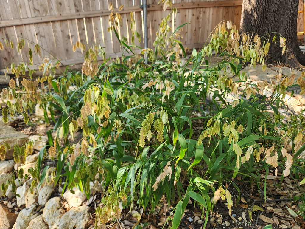 Chasmanthium latifolium (Inland Sea Oats)