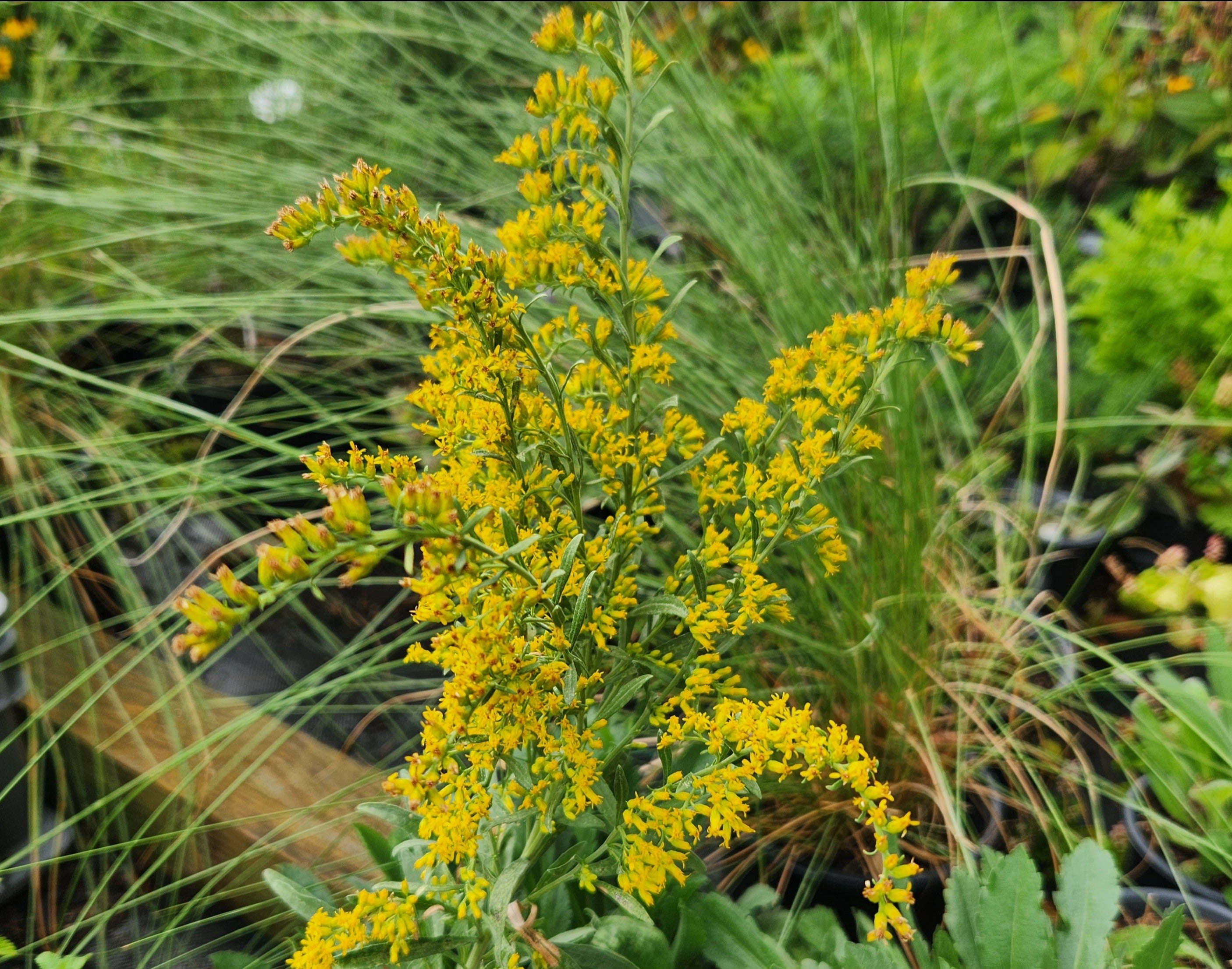 Solidago nemoralis (Gray Goldenrod)