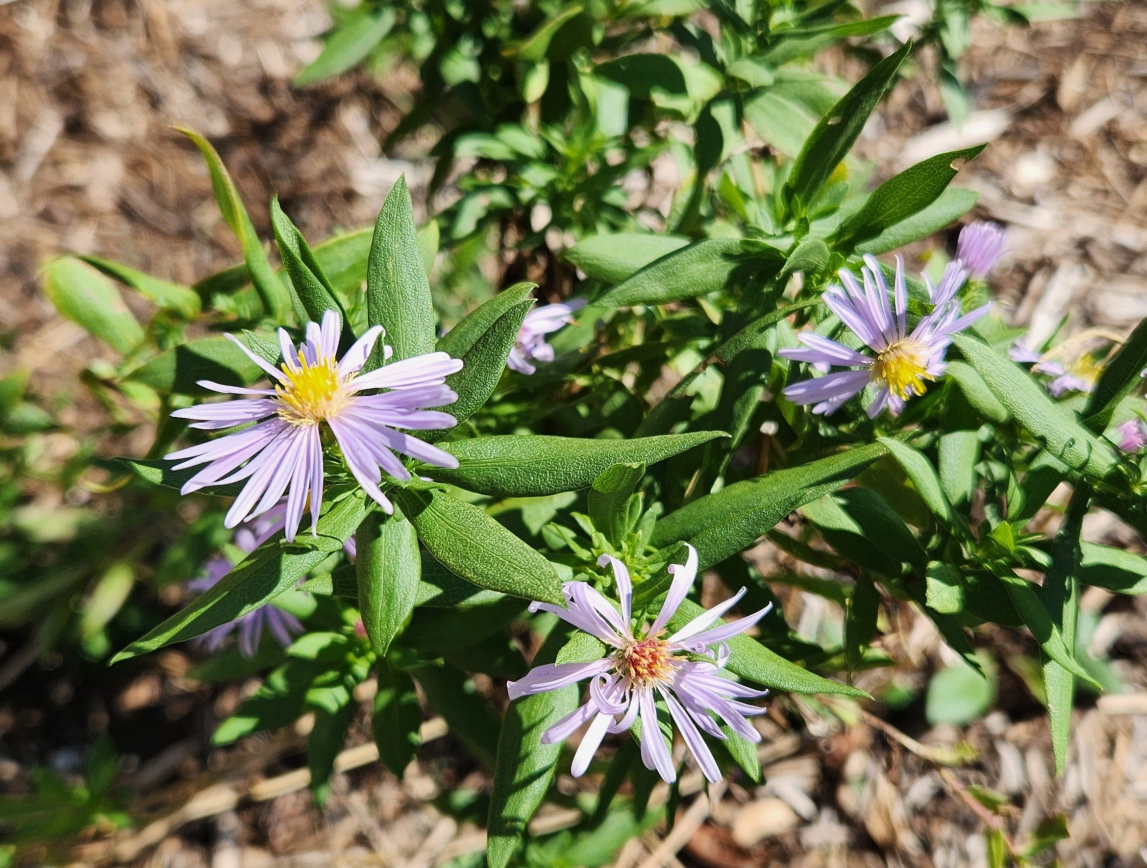 Symphyotrichum praealtum (Willowleaf Aster)