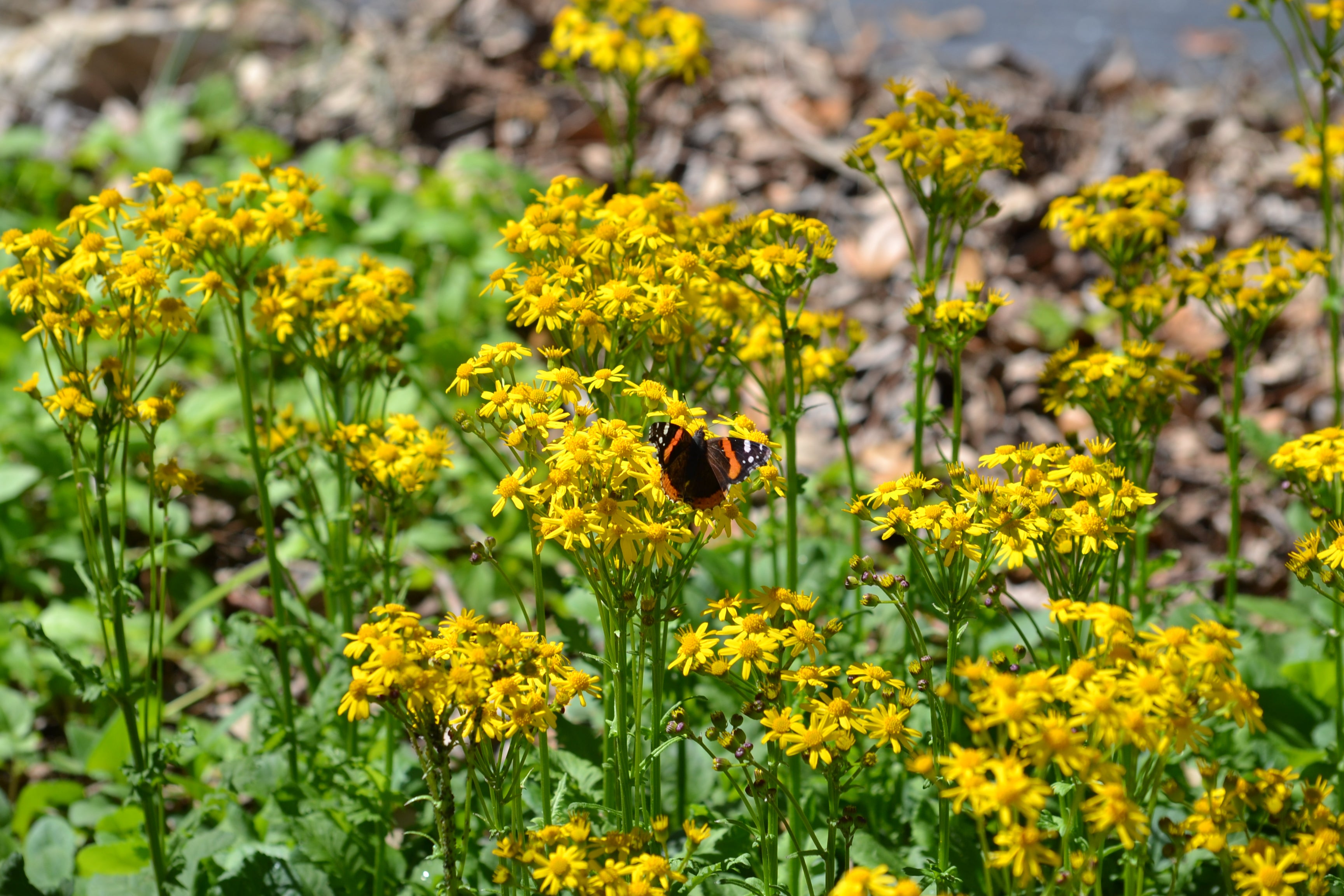 Packera obovata (Golden Groundsel)