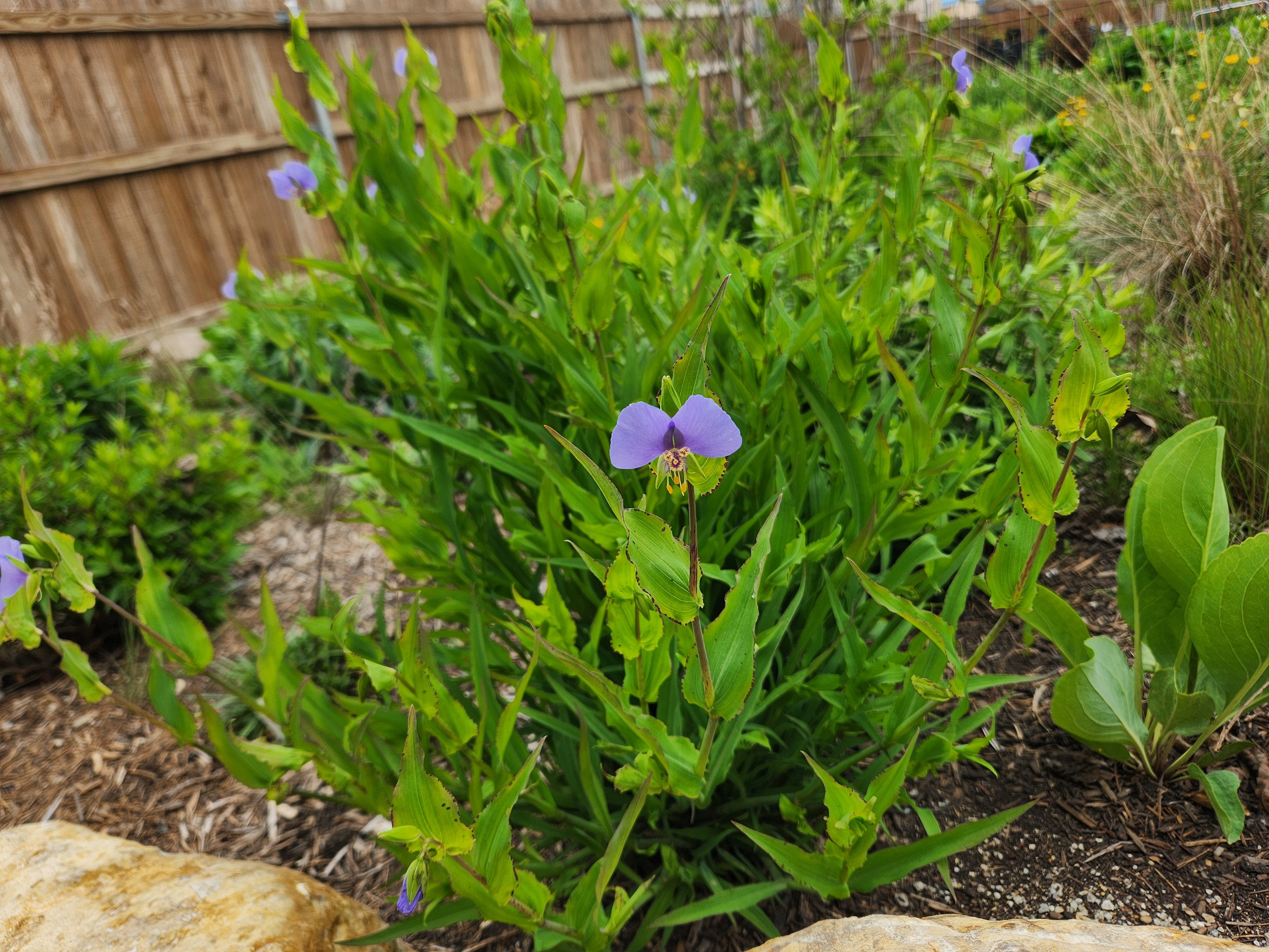 Tinantia anomala (False Dayflower)
