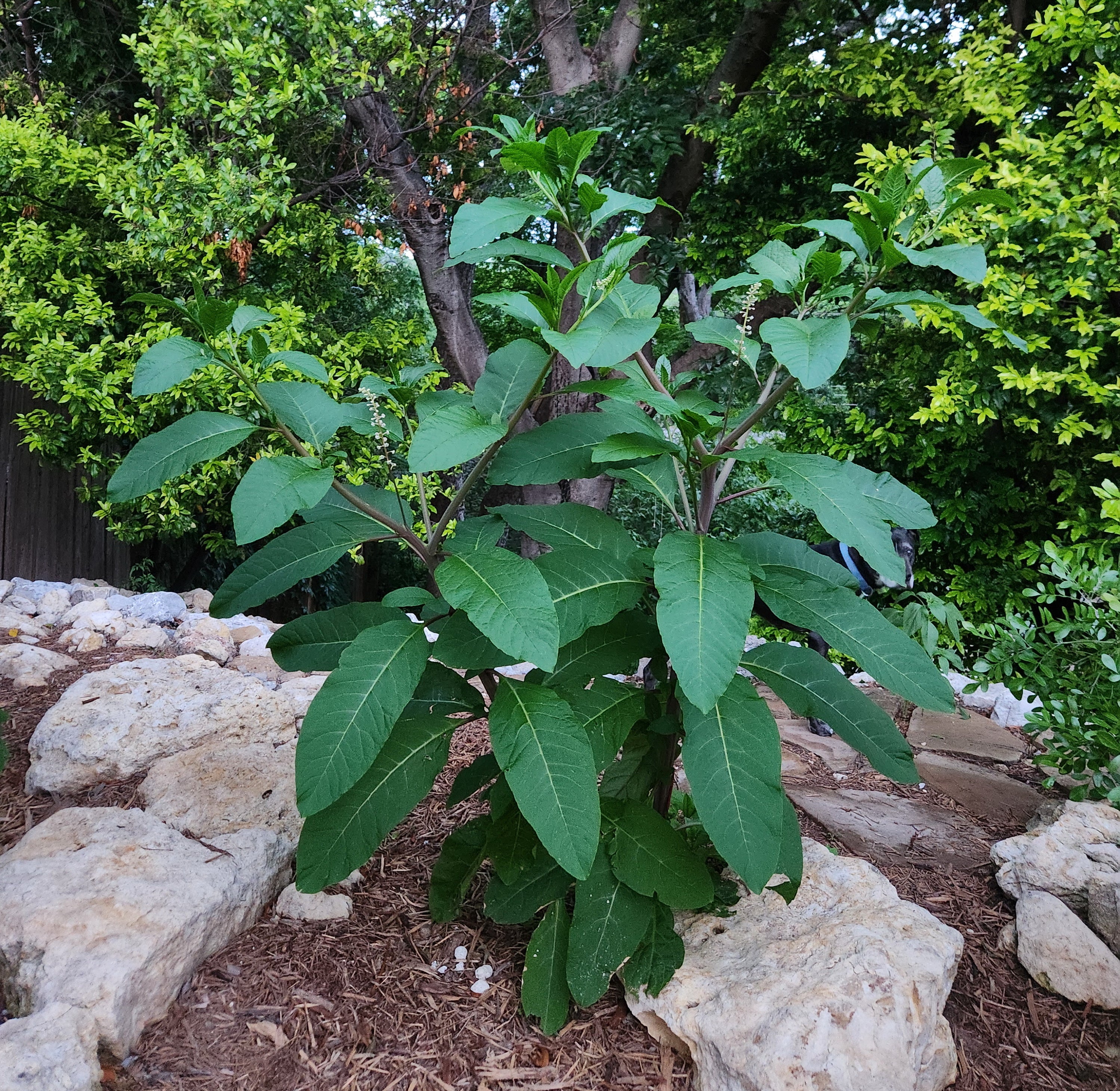 Phytolacca americana (Pokeweed)