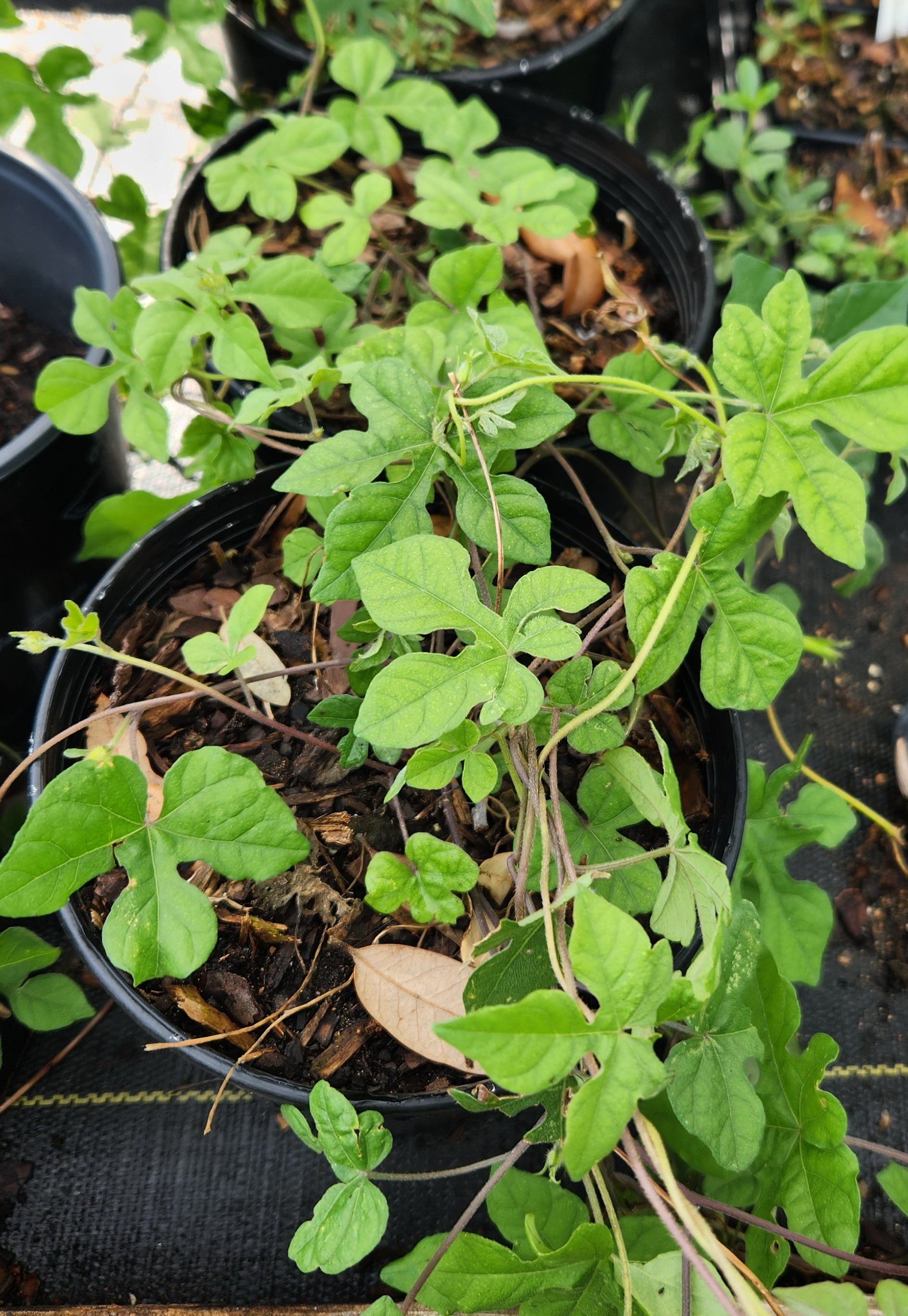 Ipomoea lindheimeri (Lindheimer's Morning-glory)