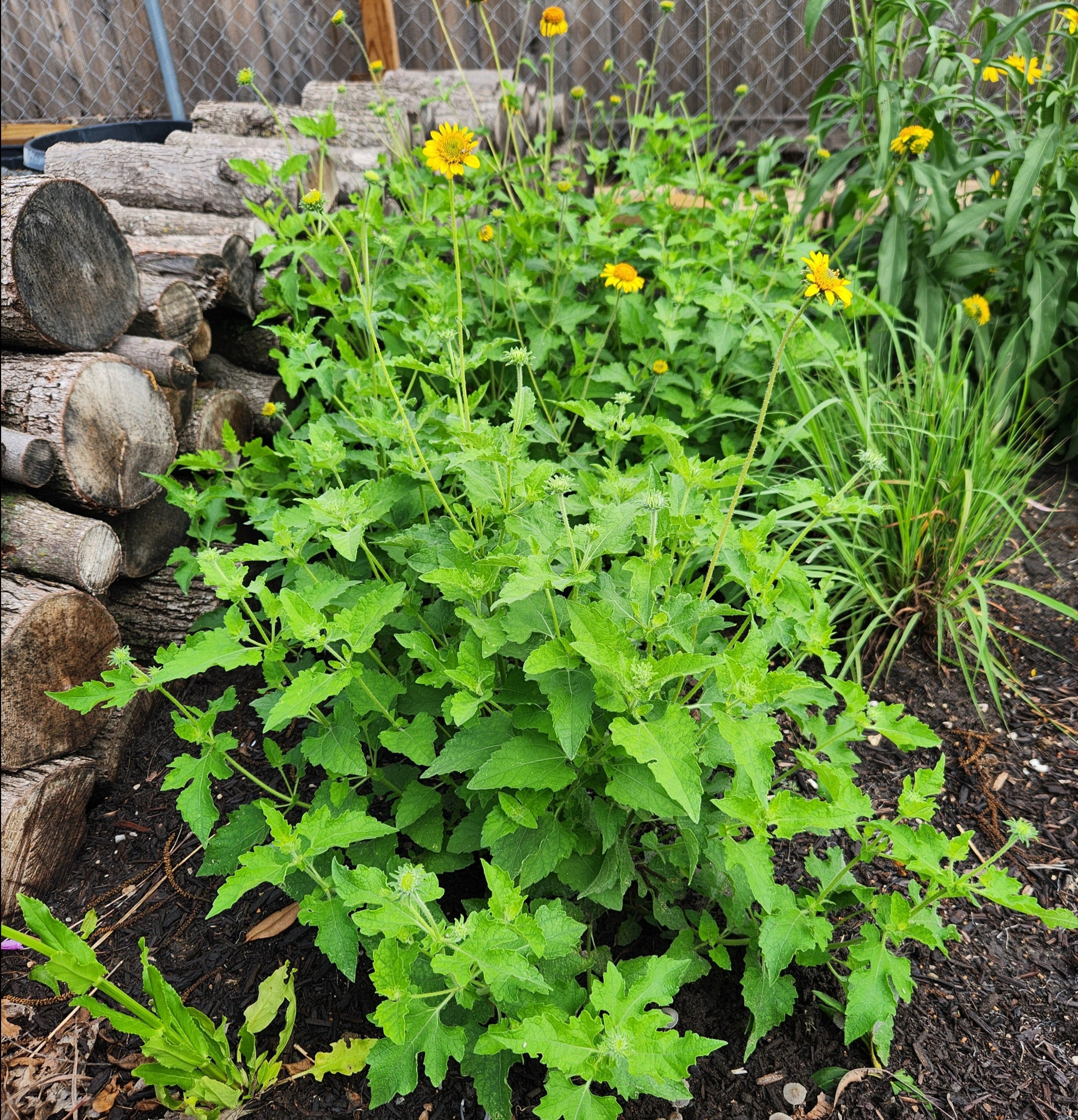 Simsia calva (Bush Sunflower)