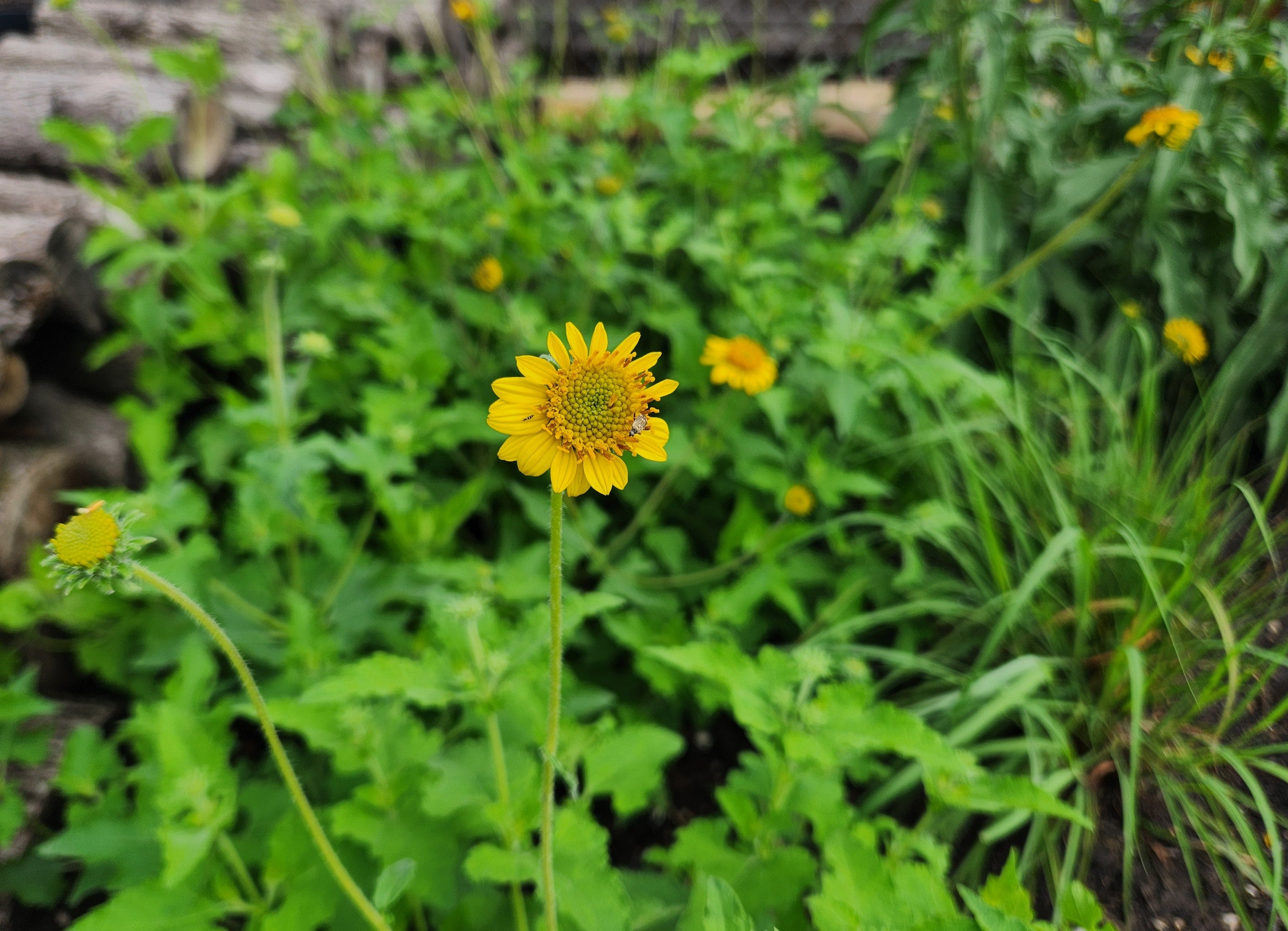Simsia calva (Bush Sunflower)