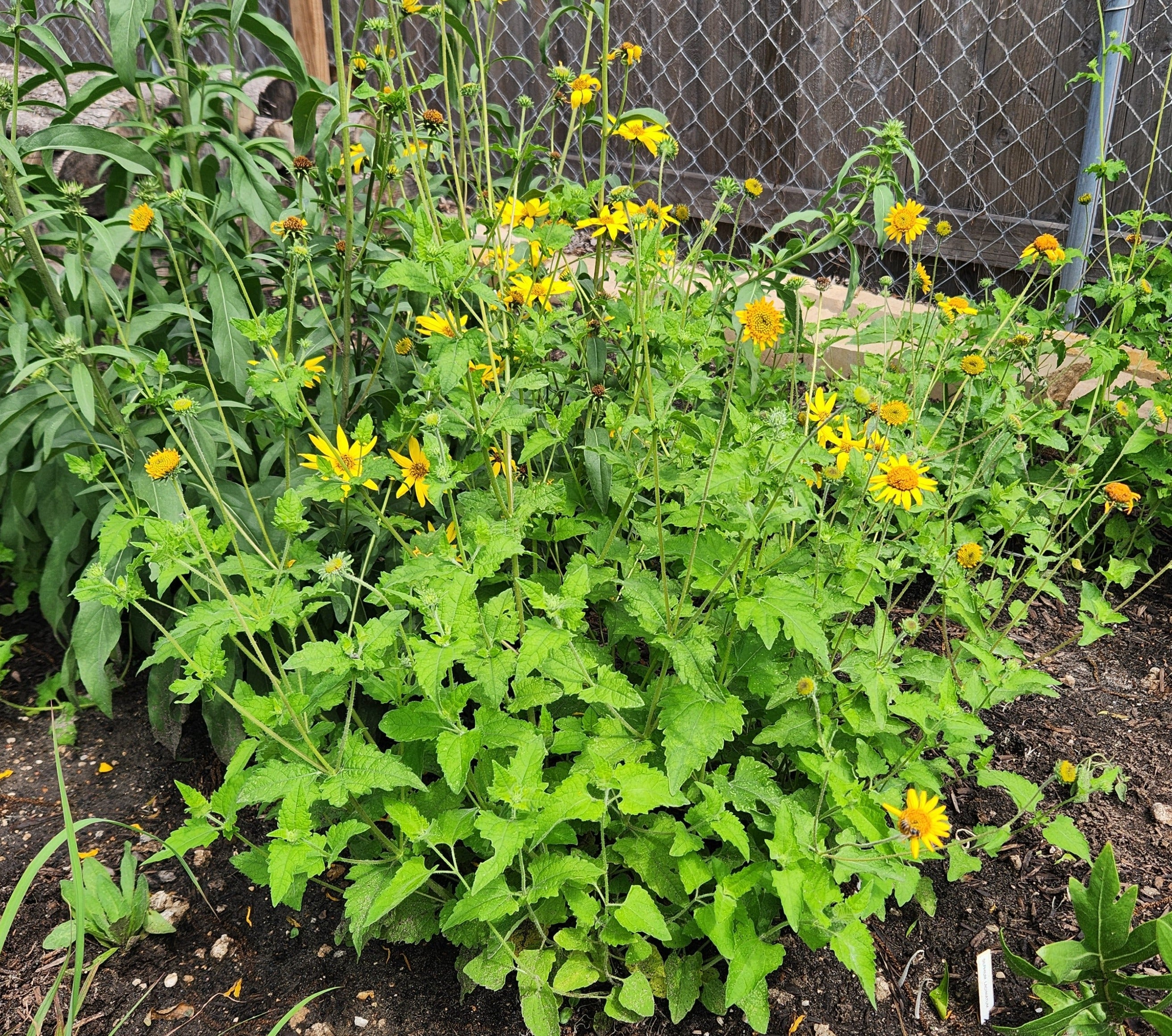 Simsia calva (Bush Sunflower)
