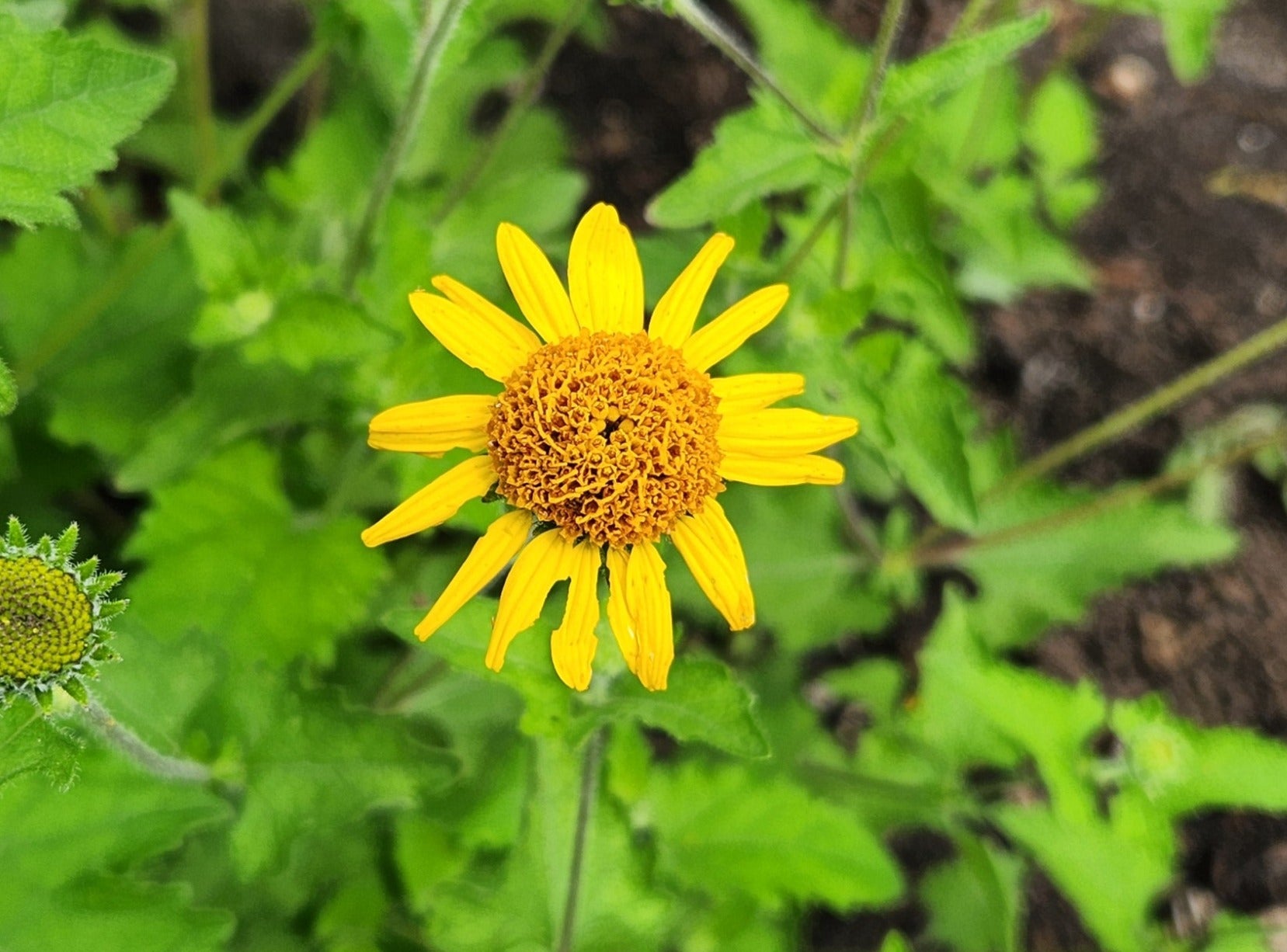 Simsia calva (Bush Sunflower)