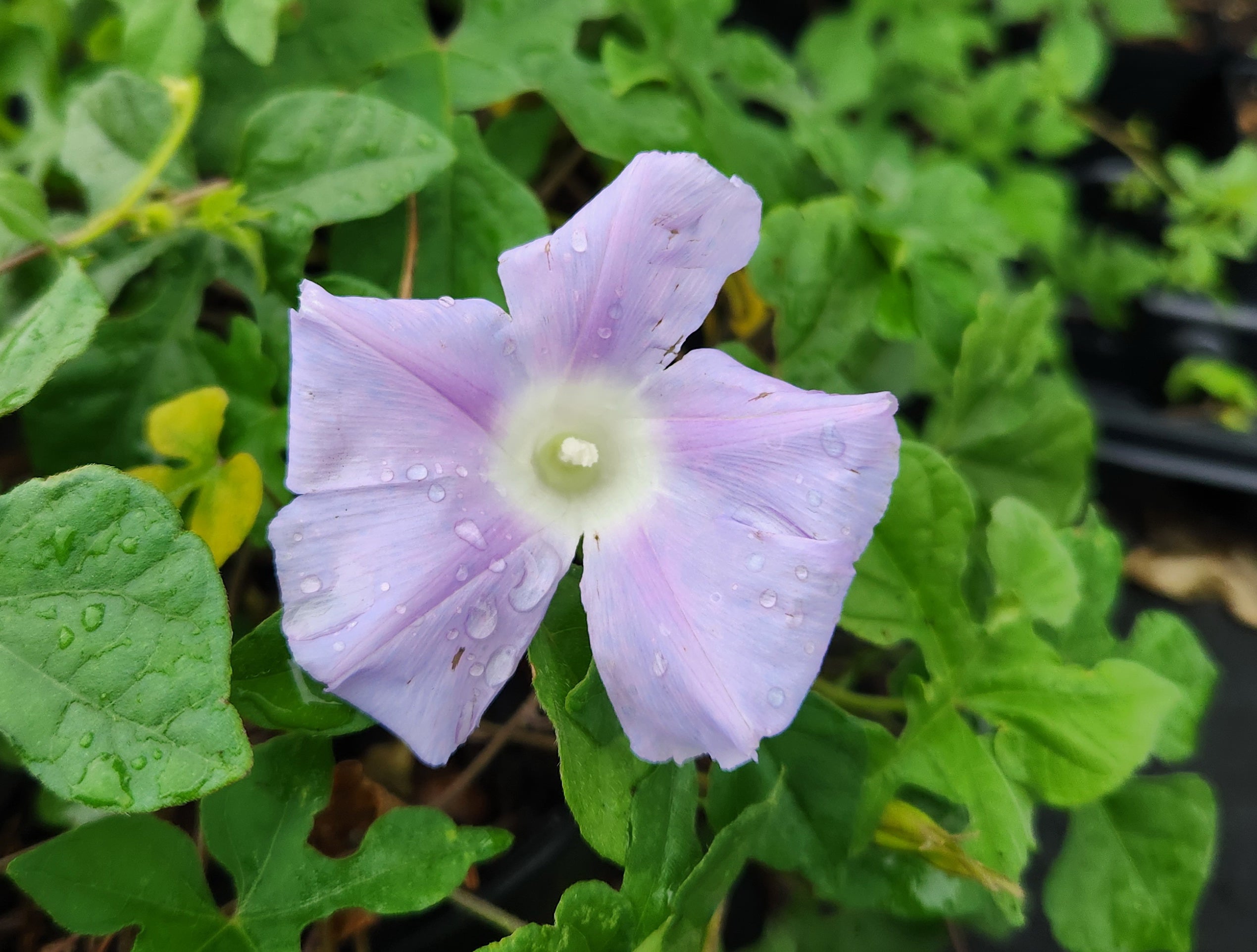 Ipomoea lindheimeri (Lindheimer's Morning-glory)