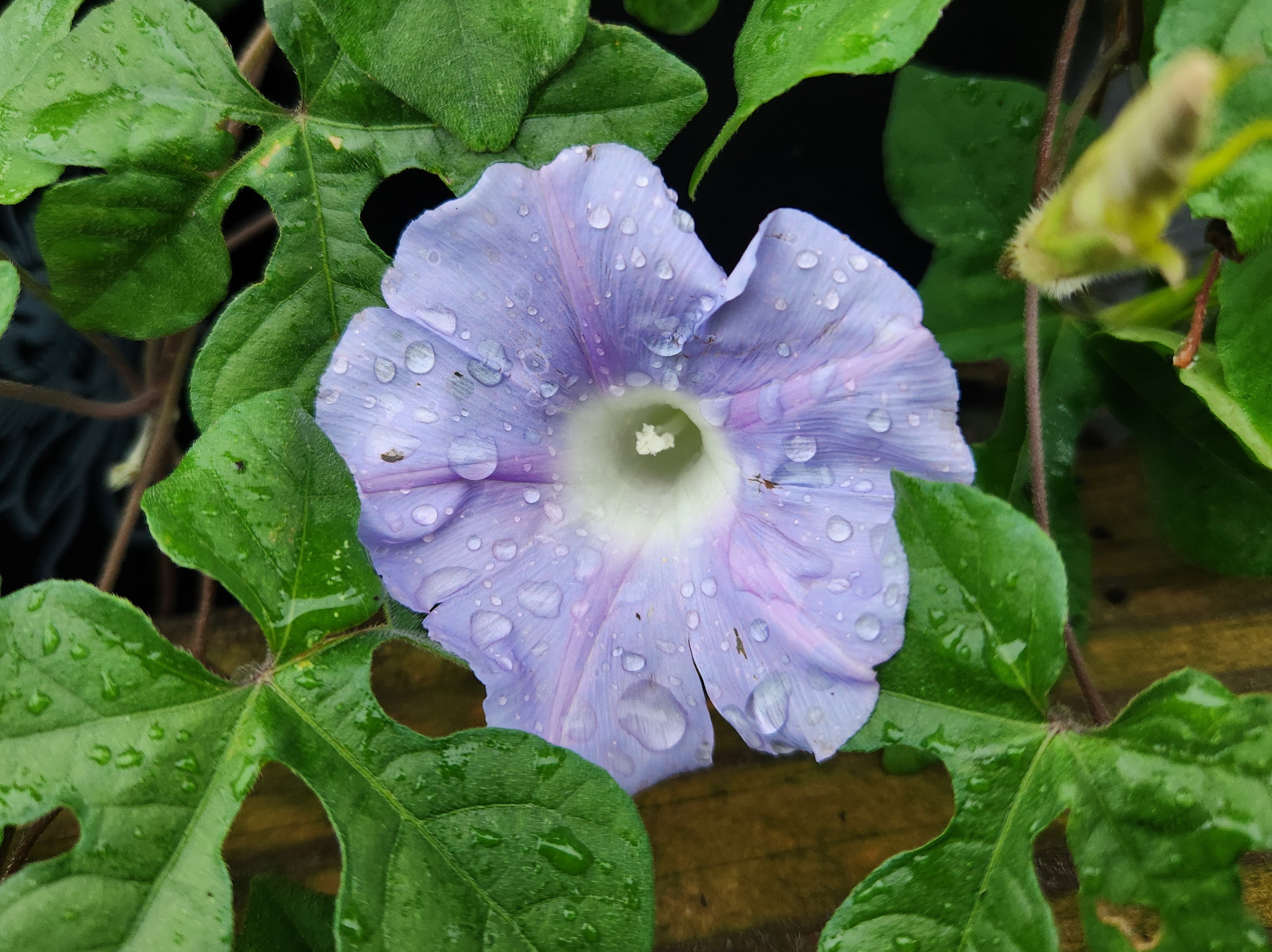 Ipomoea lindheimeri (Lindheimer's Morning-glory)