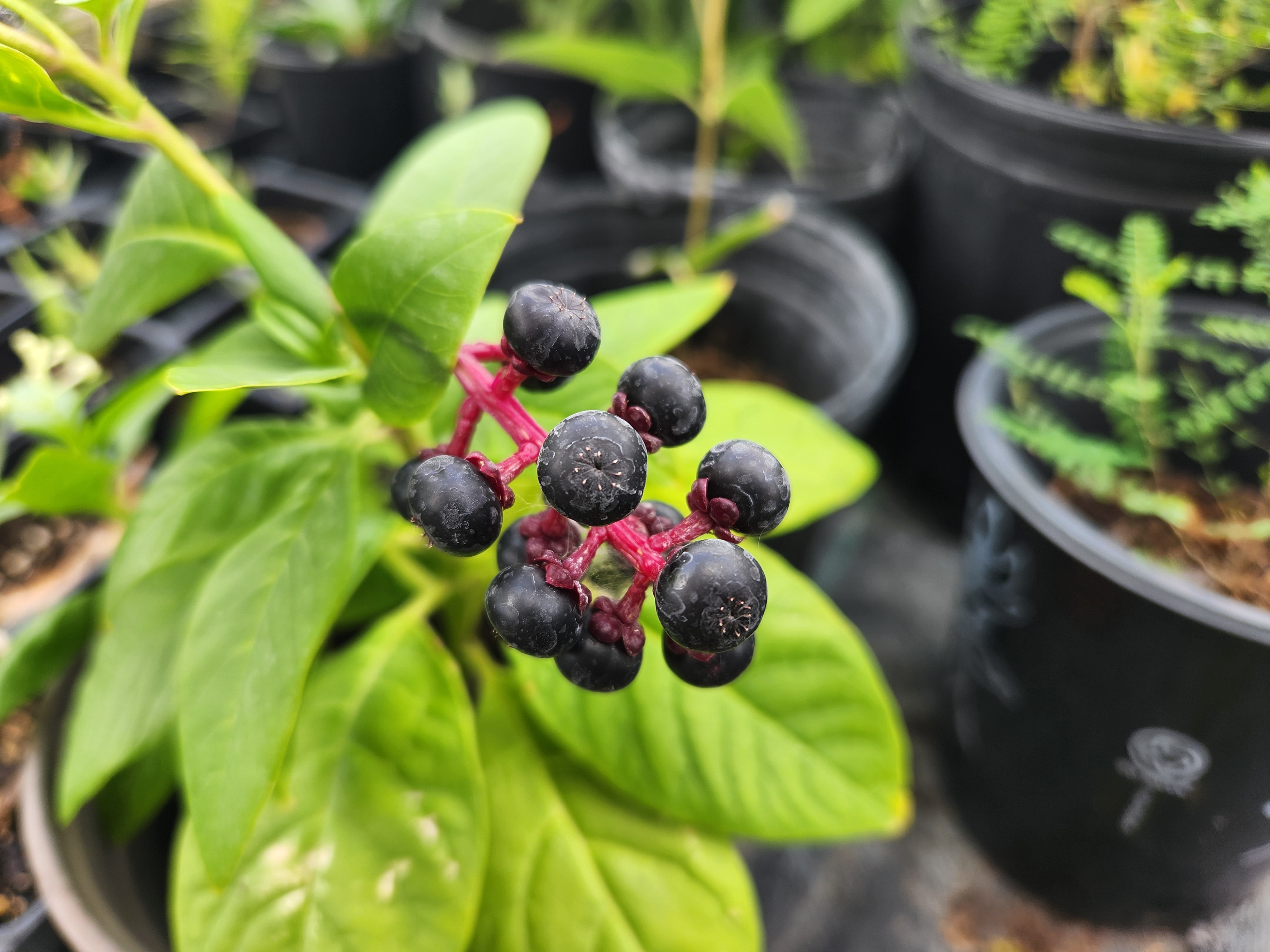 Phytolacca americana (Pokeweed)