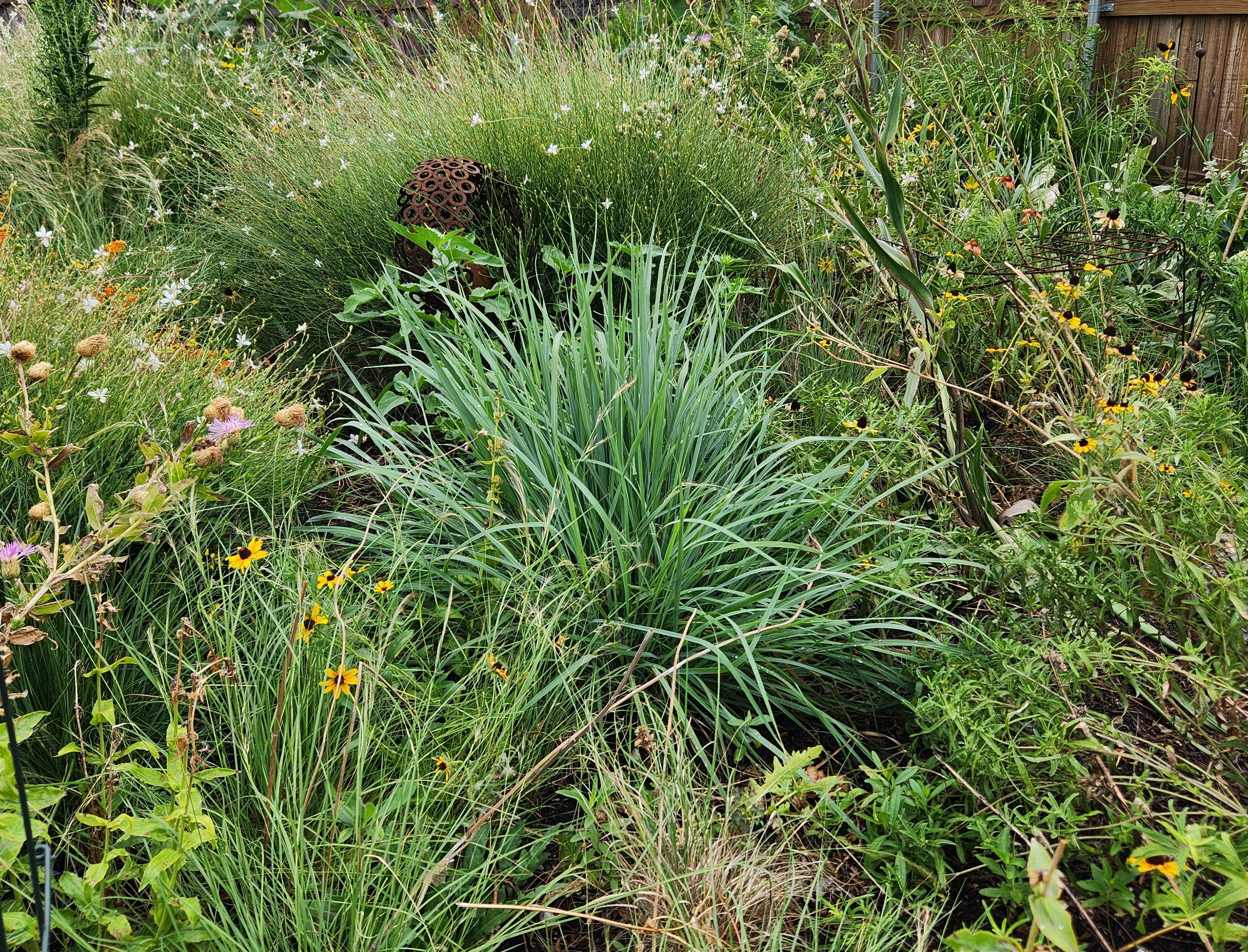 Sorghastrum nutans (Indiangrass)