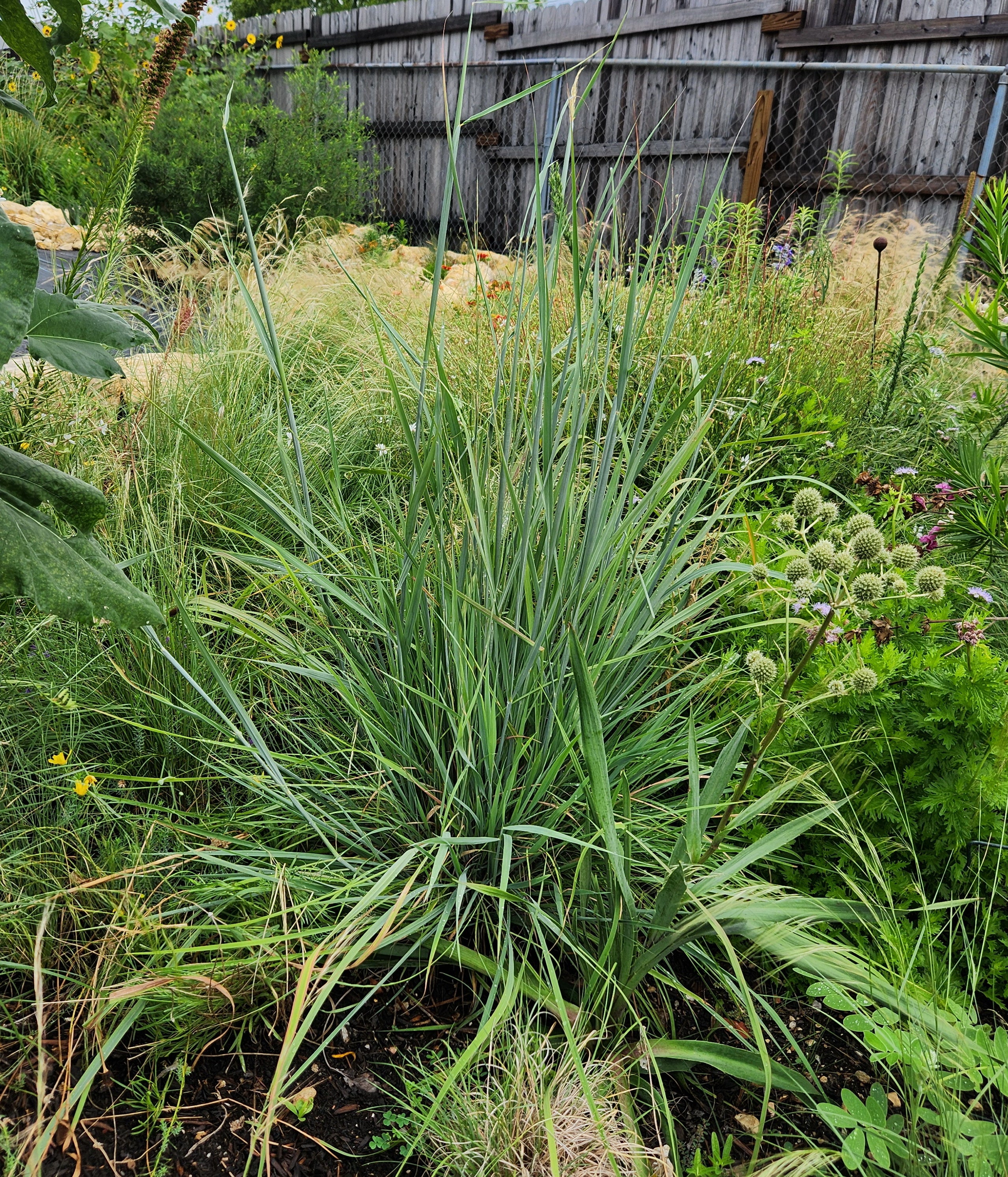 Sorghastrum nutans (Indiangrass)