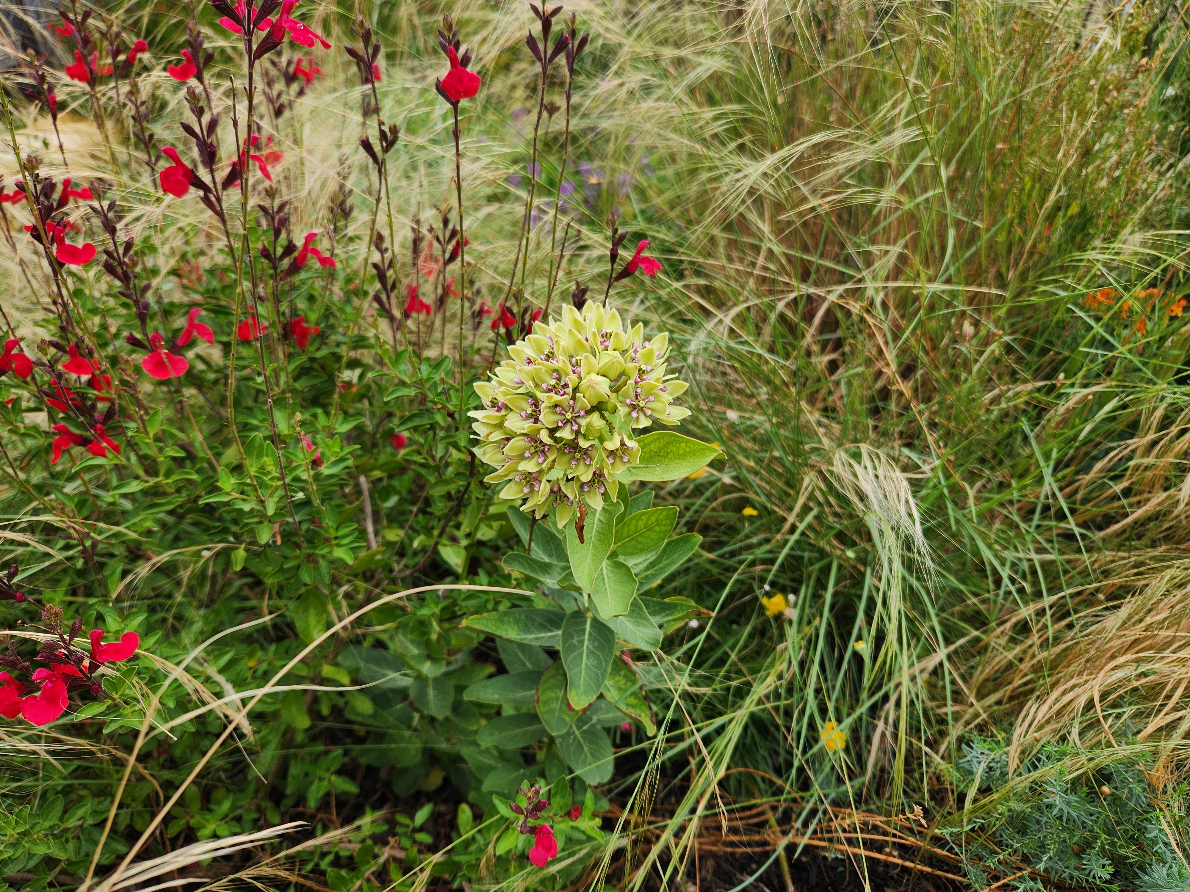 Asclepias viridis (Green Milkweed)
