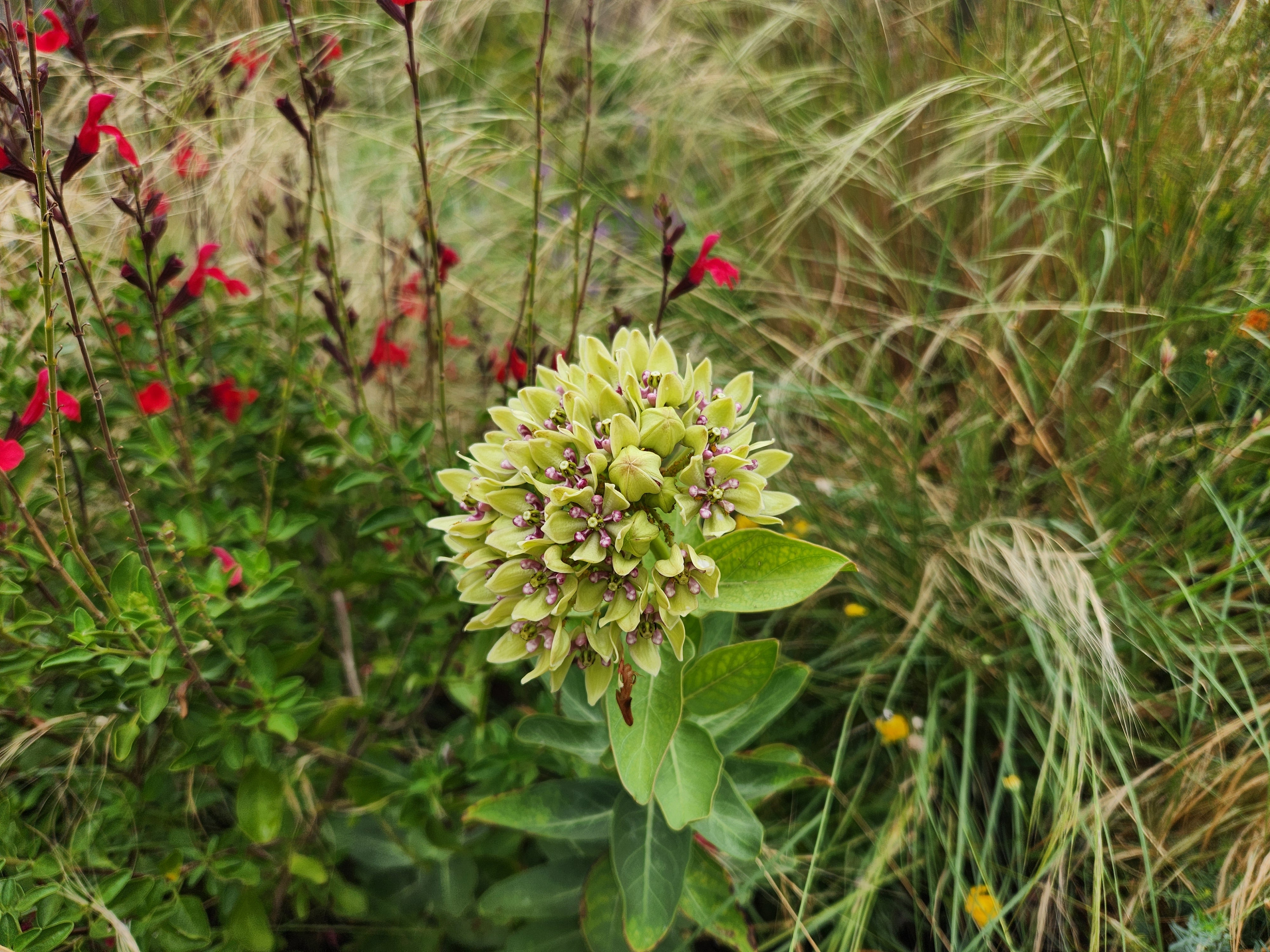 Asclepias viridis (Green Milkweed)