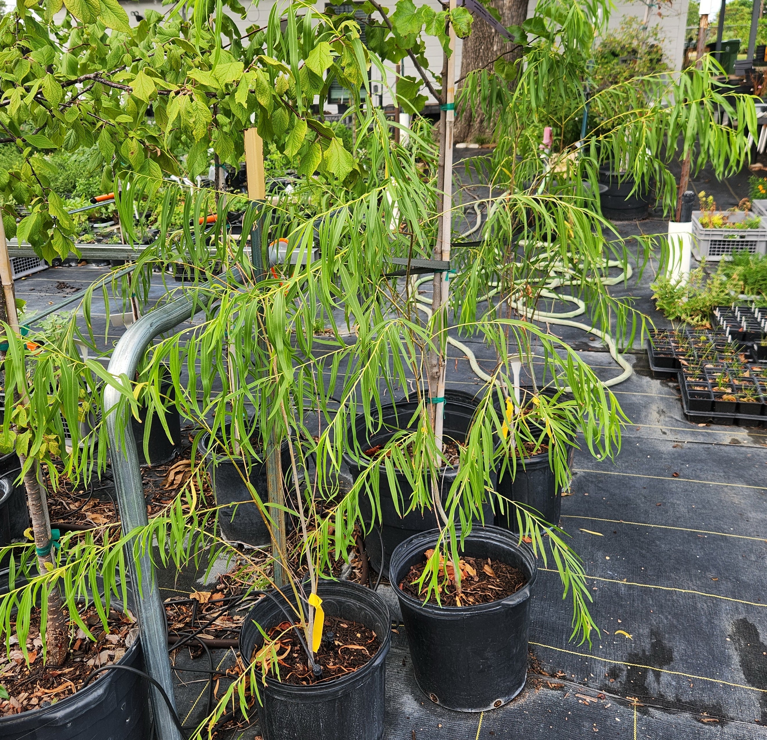 Salix nigra (Black Willow)