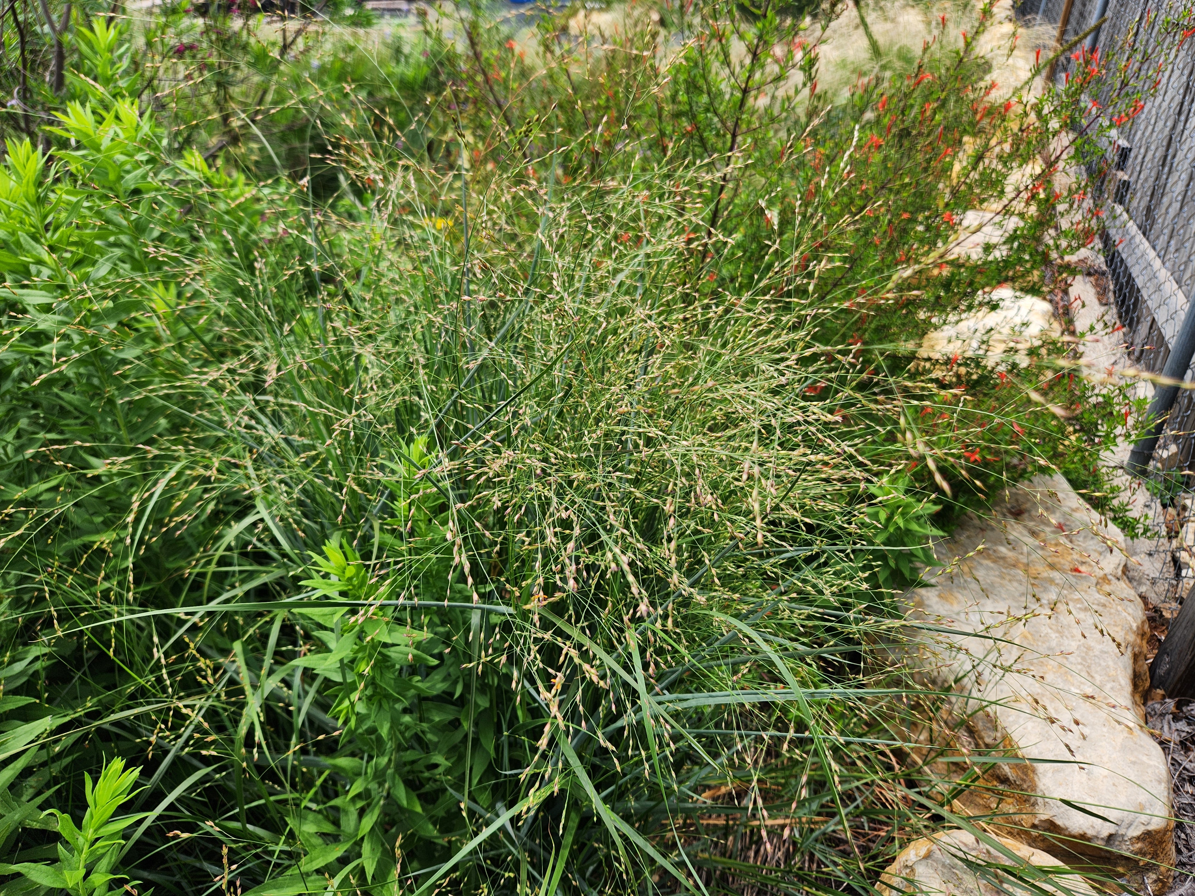 Panicum virgatum (Switchgrass)