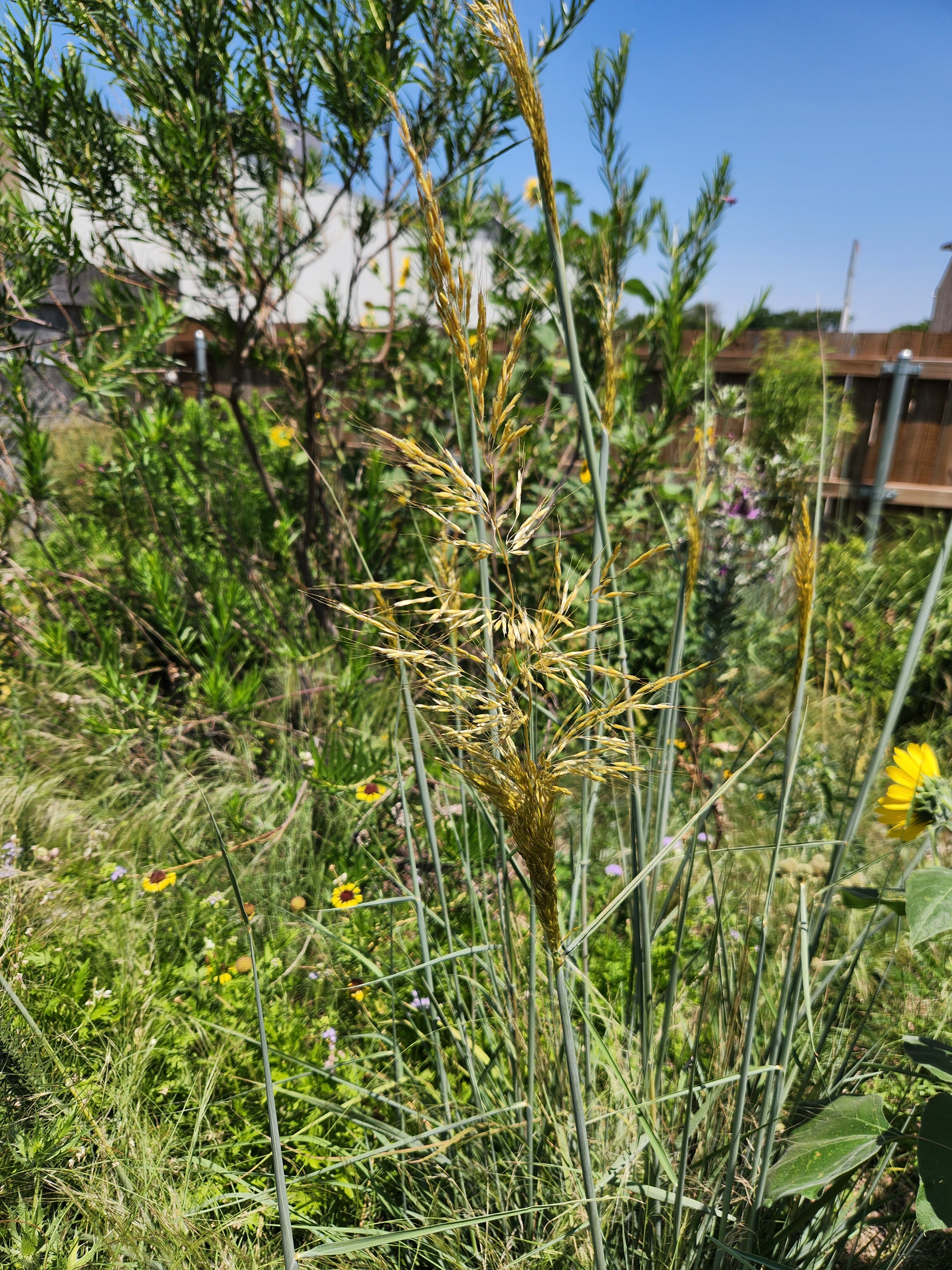 Sorghastrum nutans (Indiangrass)