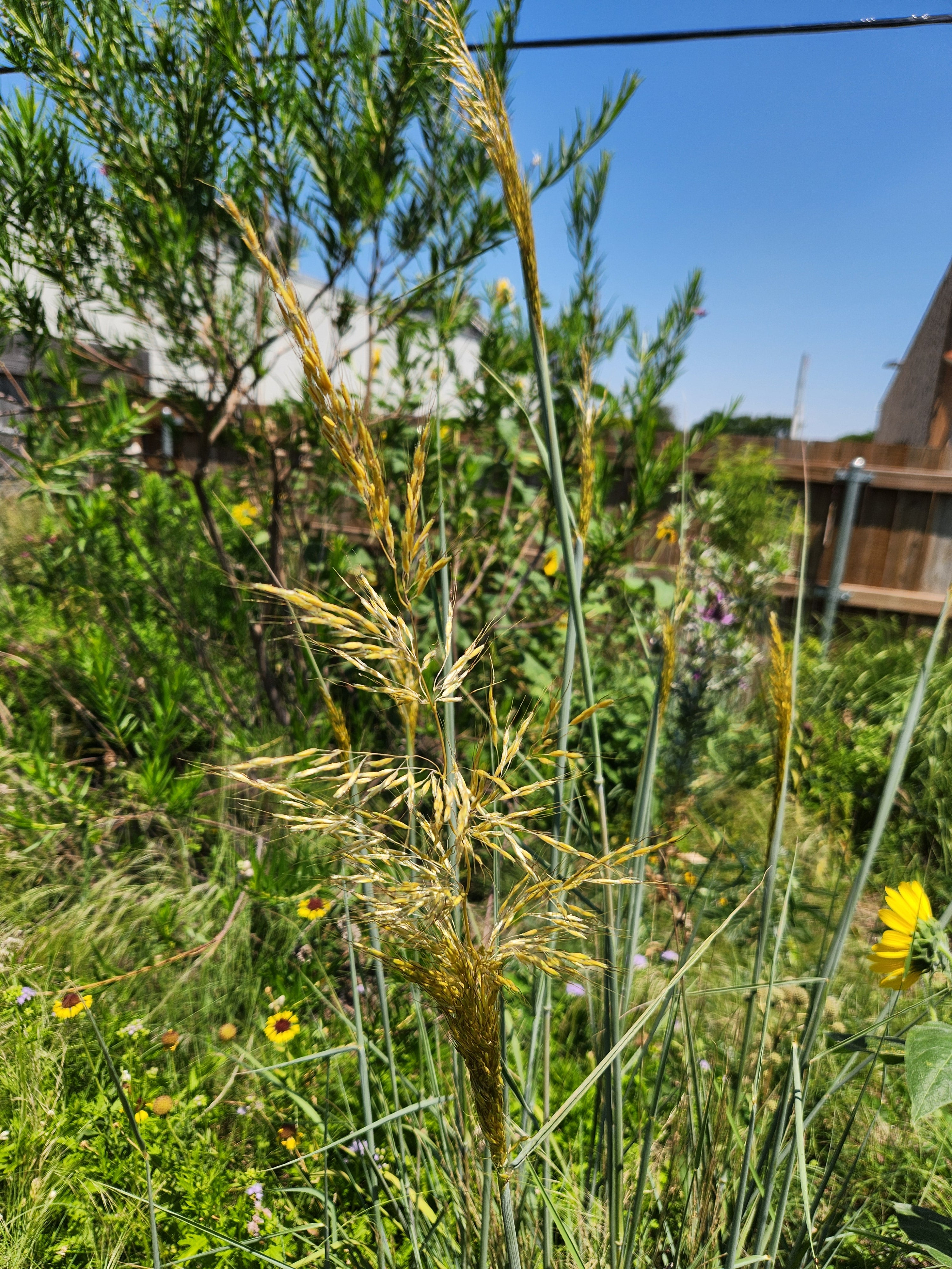Sorghastrum nutans (Indiangrass)