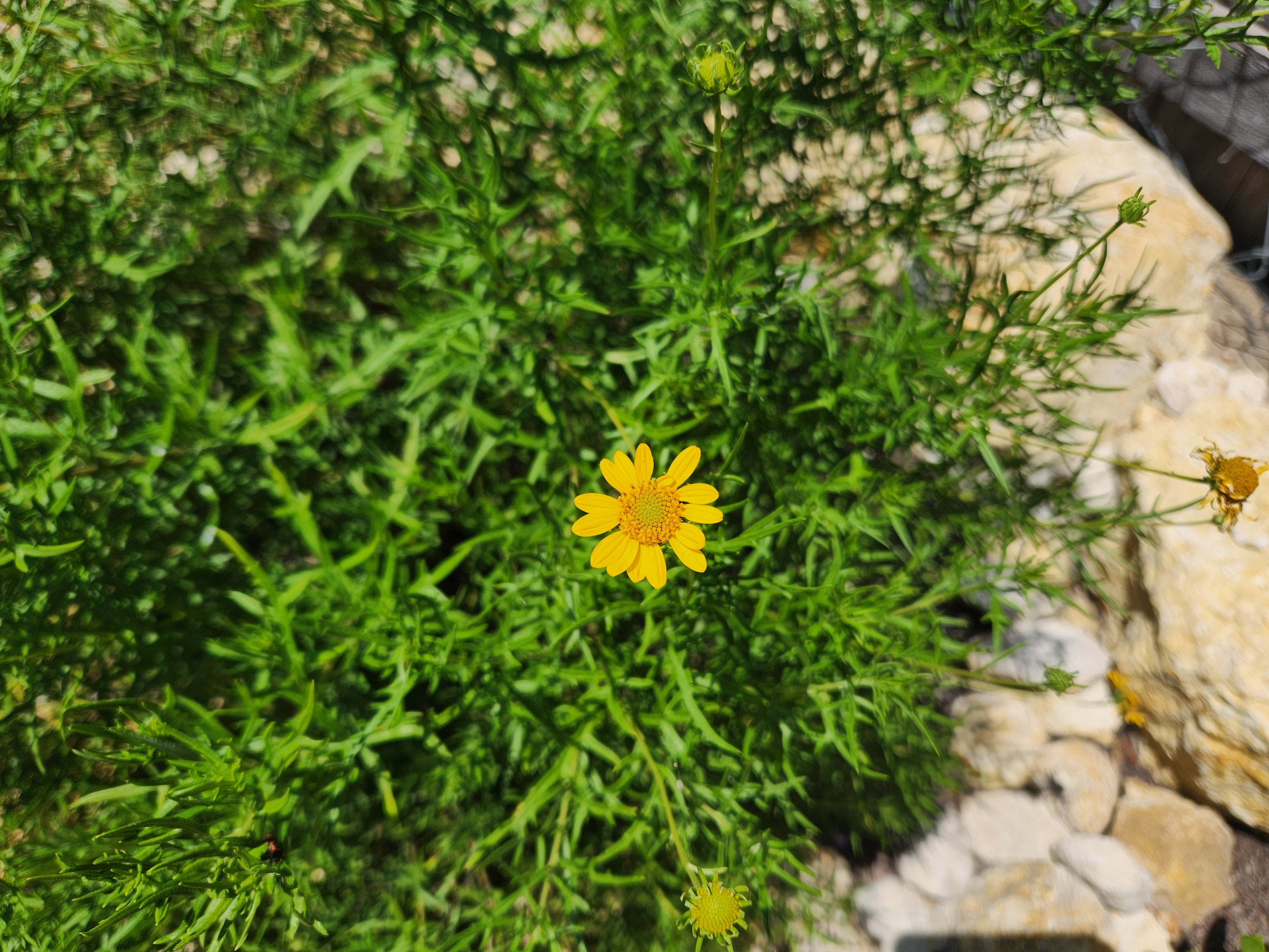 Sidneya tenuifolia (Skeleton-leaf Goldeneye)