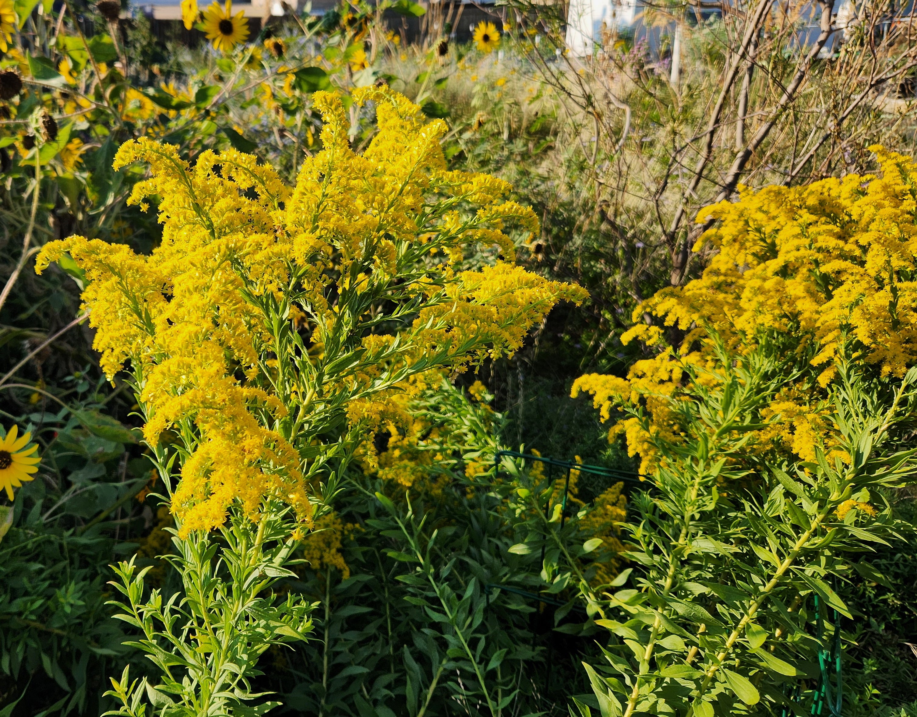 Solidago altissima (Tall Goldenrod)