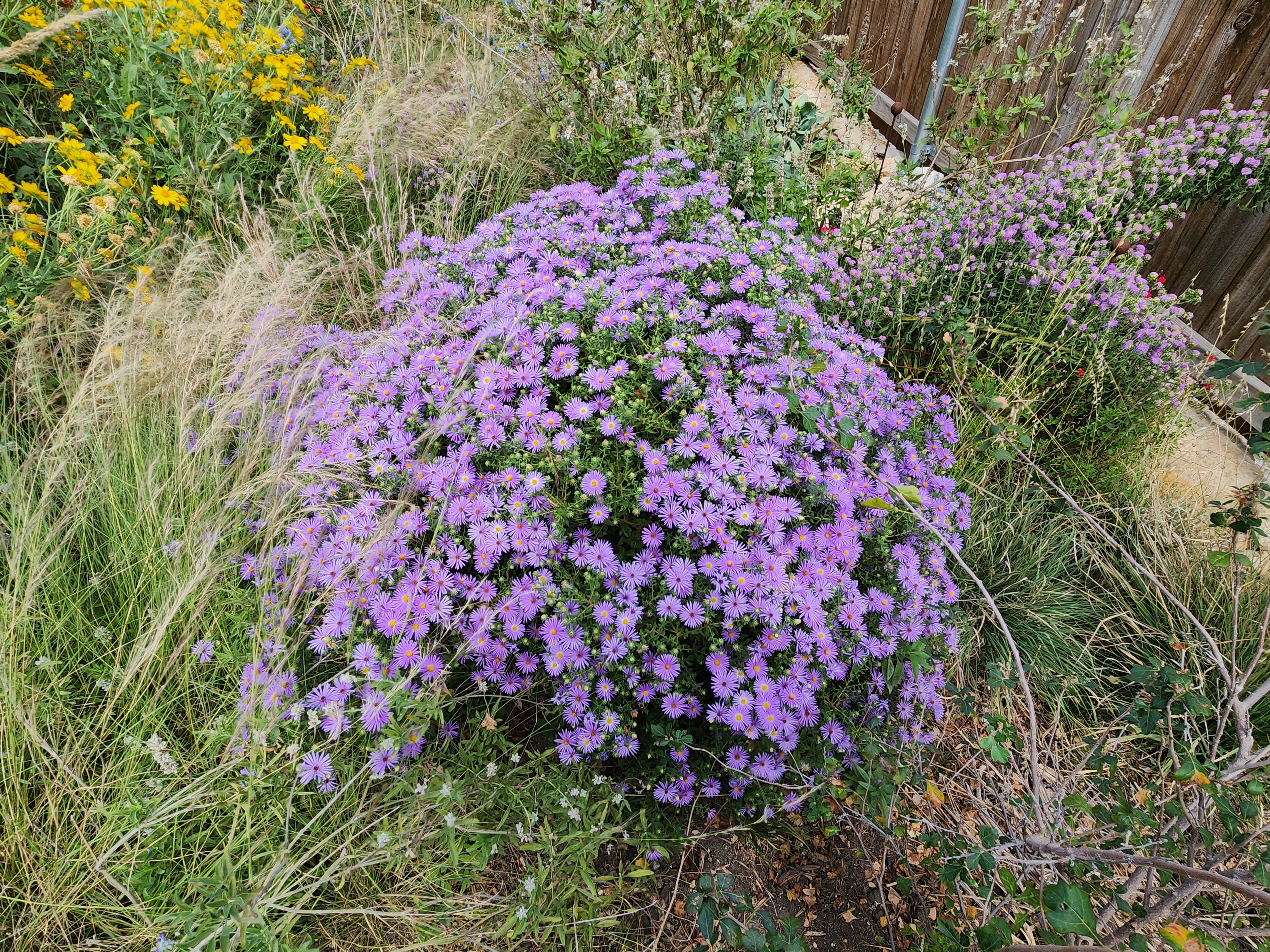 Symphyotrichum oblongifolium sp. (Fall Aster)