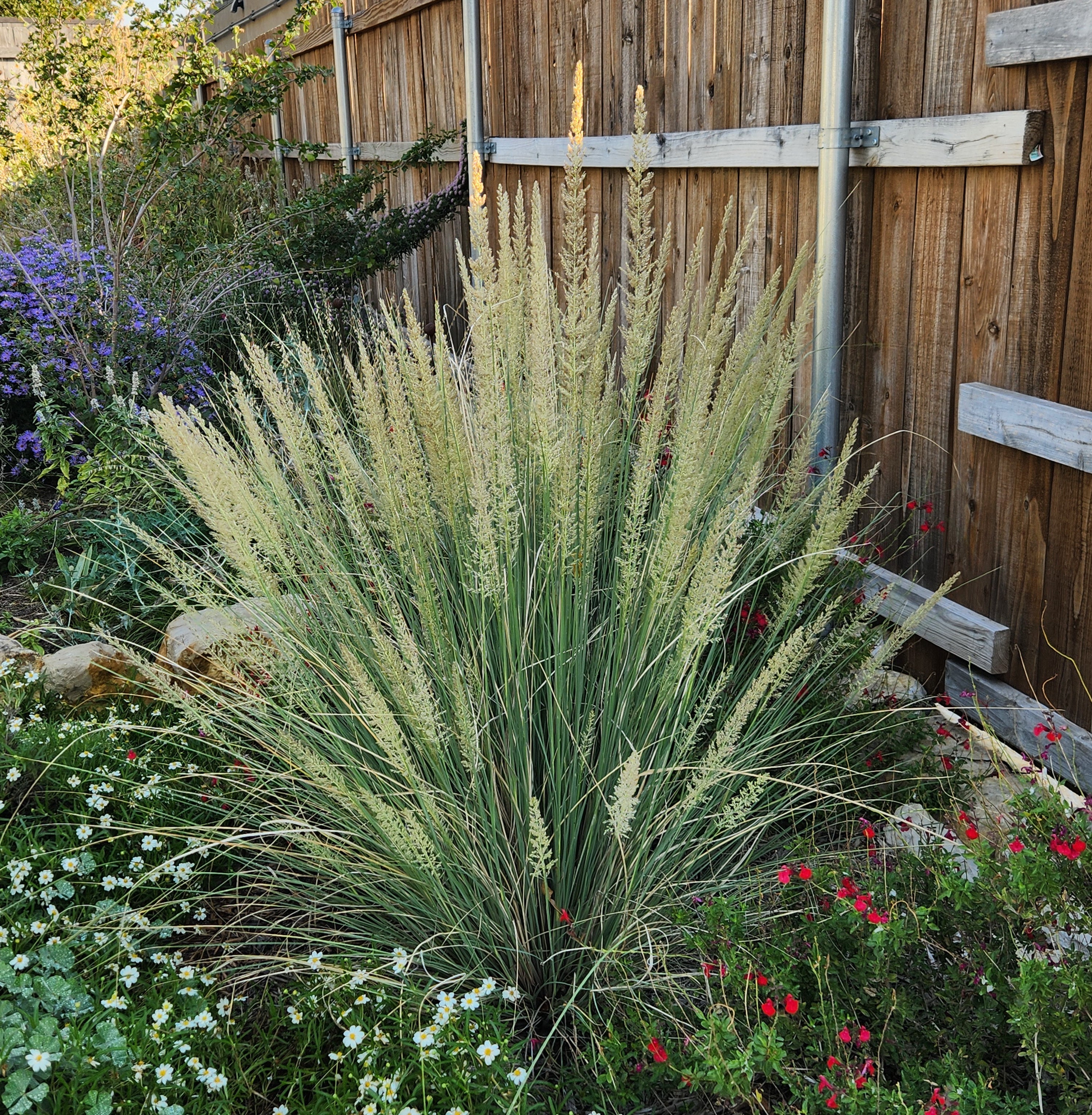 Muhlenbergia lindheimeri (Lindheimer Muhly)