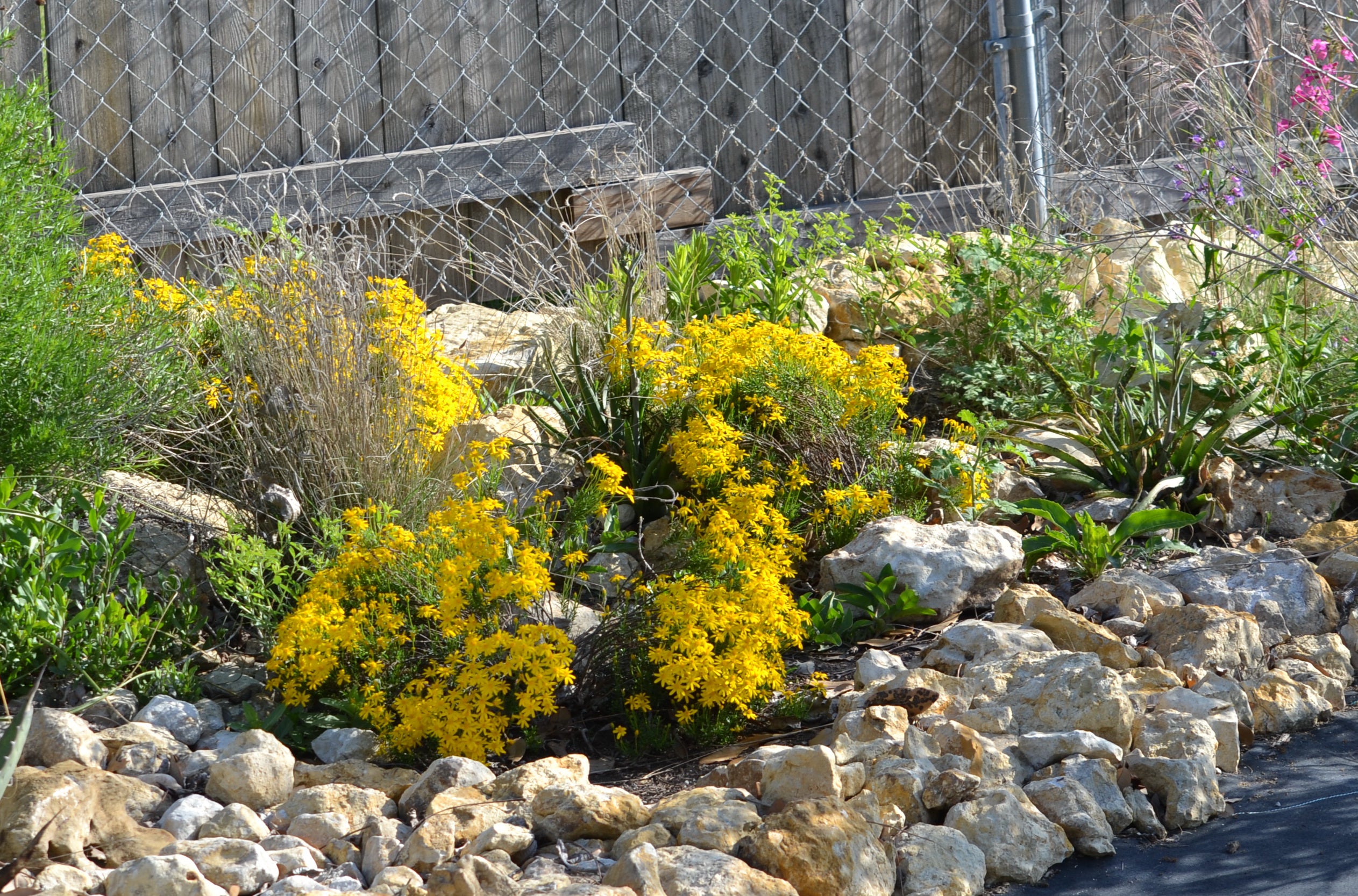 Chrysactinia mexicana (Damianita)
