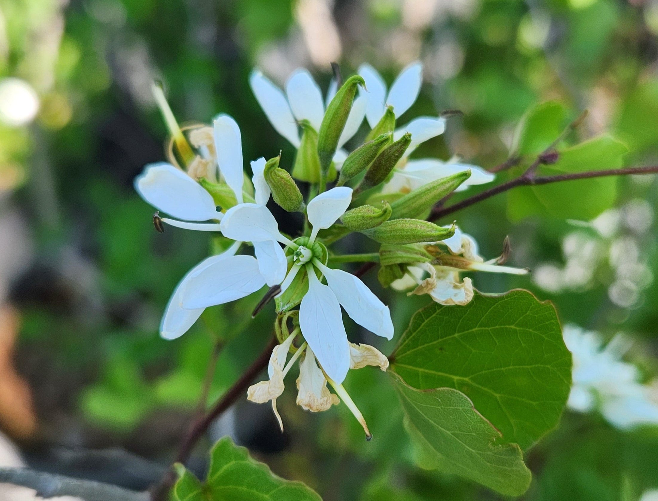 Bauhinia lunarioides (Anacacho Orchid Tree)