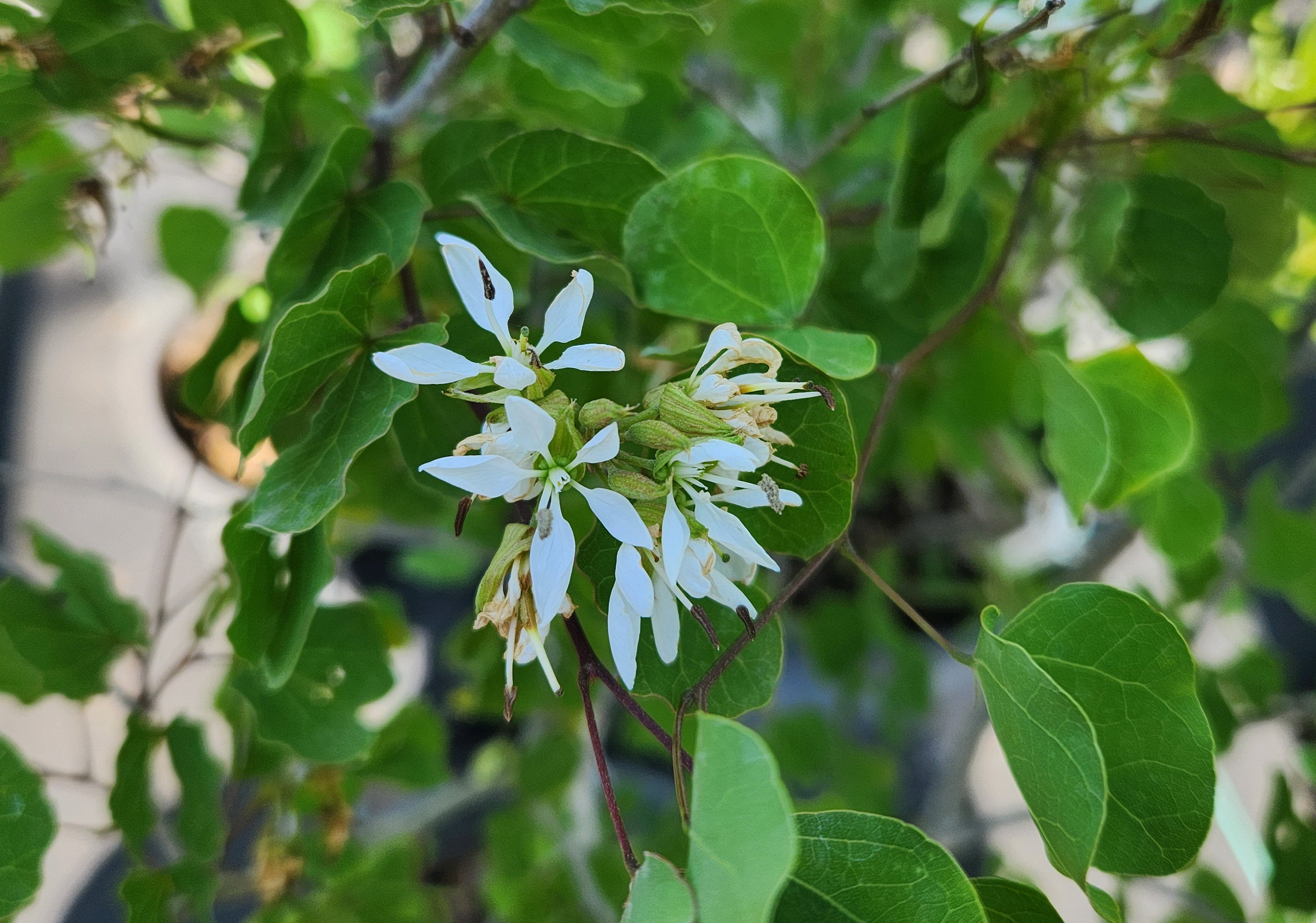 Bauhinia lunarioides (Anacacho Orchid Tree)