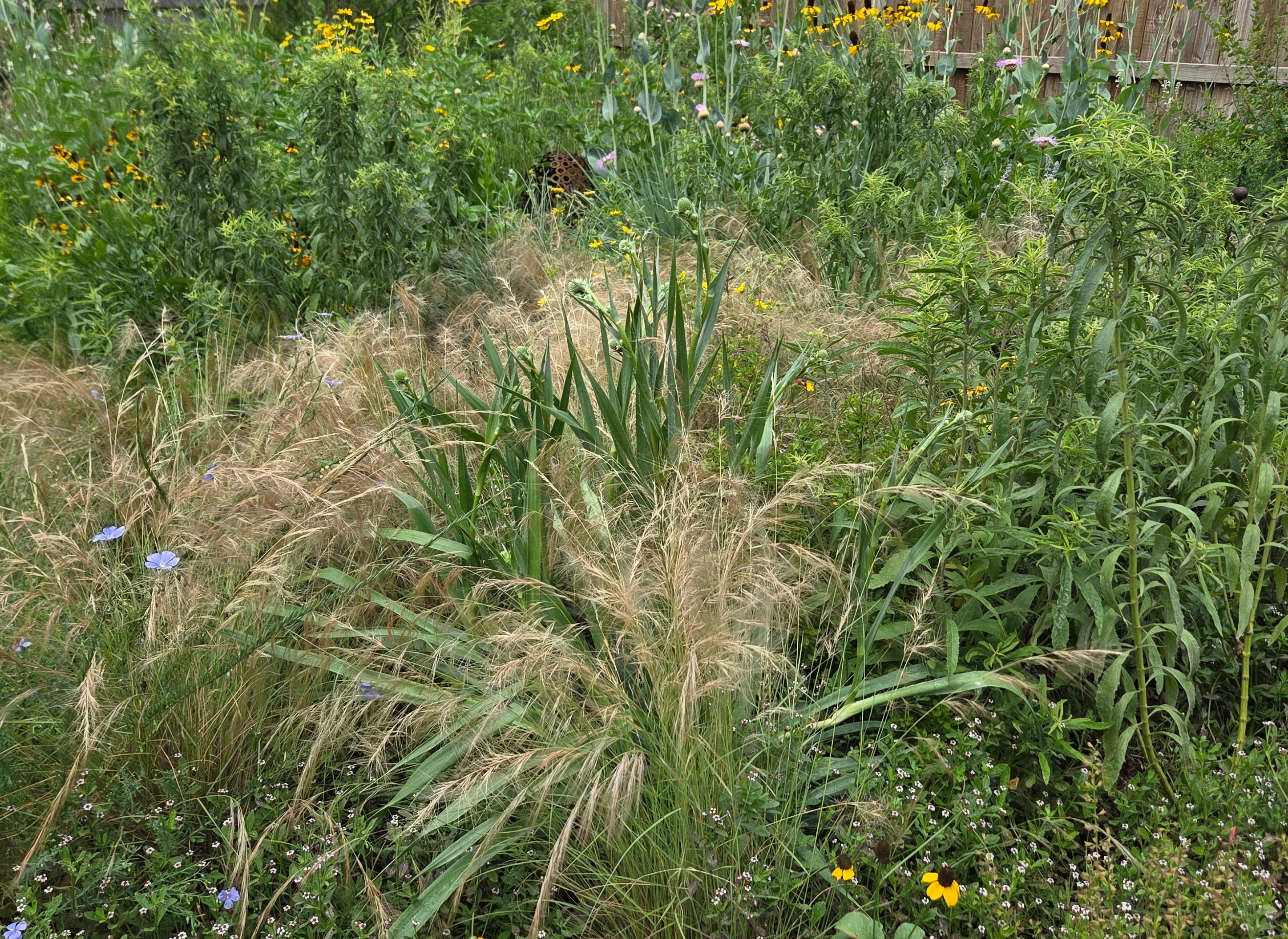 Eryngium yuccifolium (Rattlesnake Master)