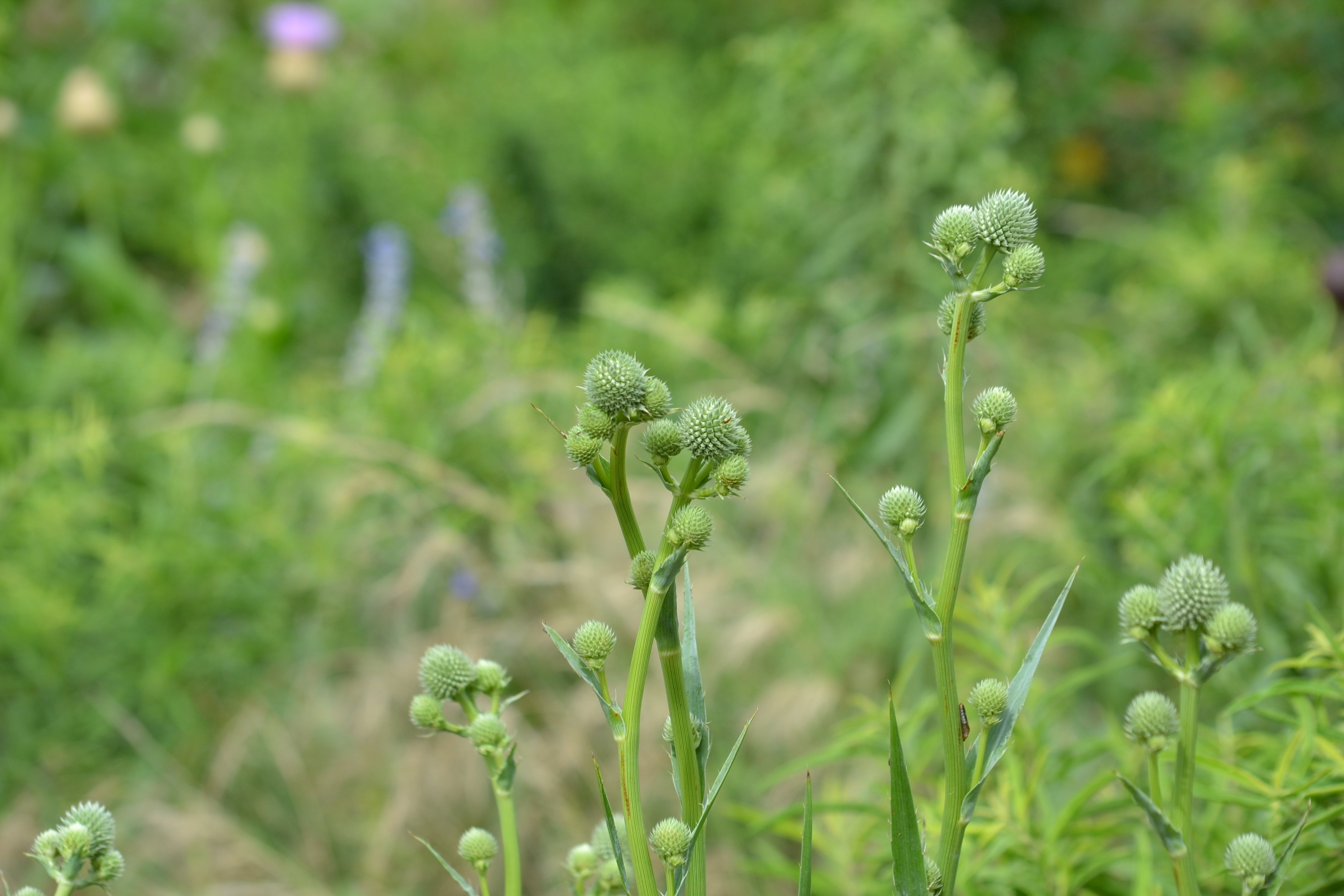 Eryngium yuccifolium (Rattlesnake Master)