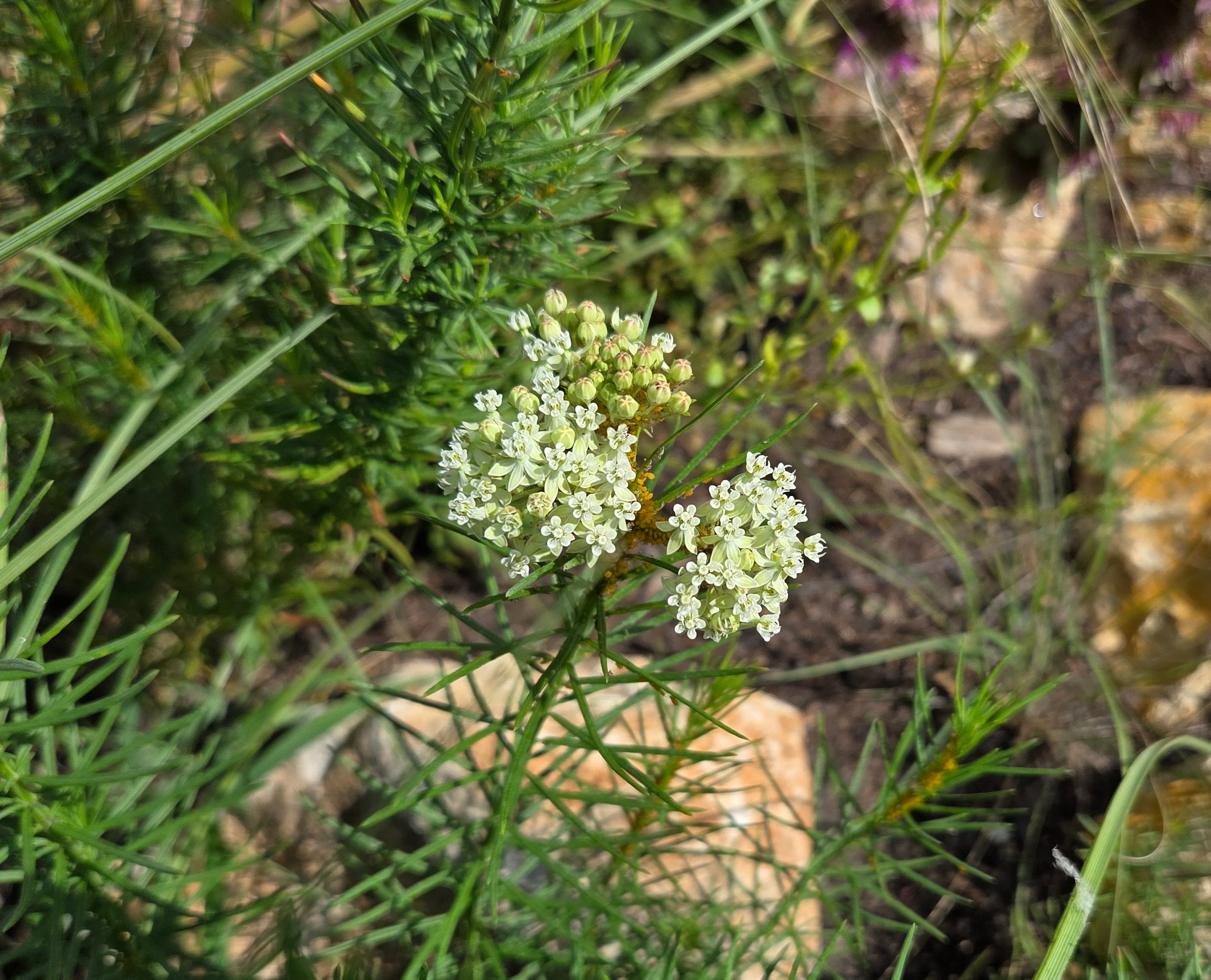 Asclepias verticillata (Whorled Milkweed)