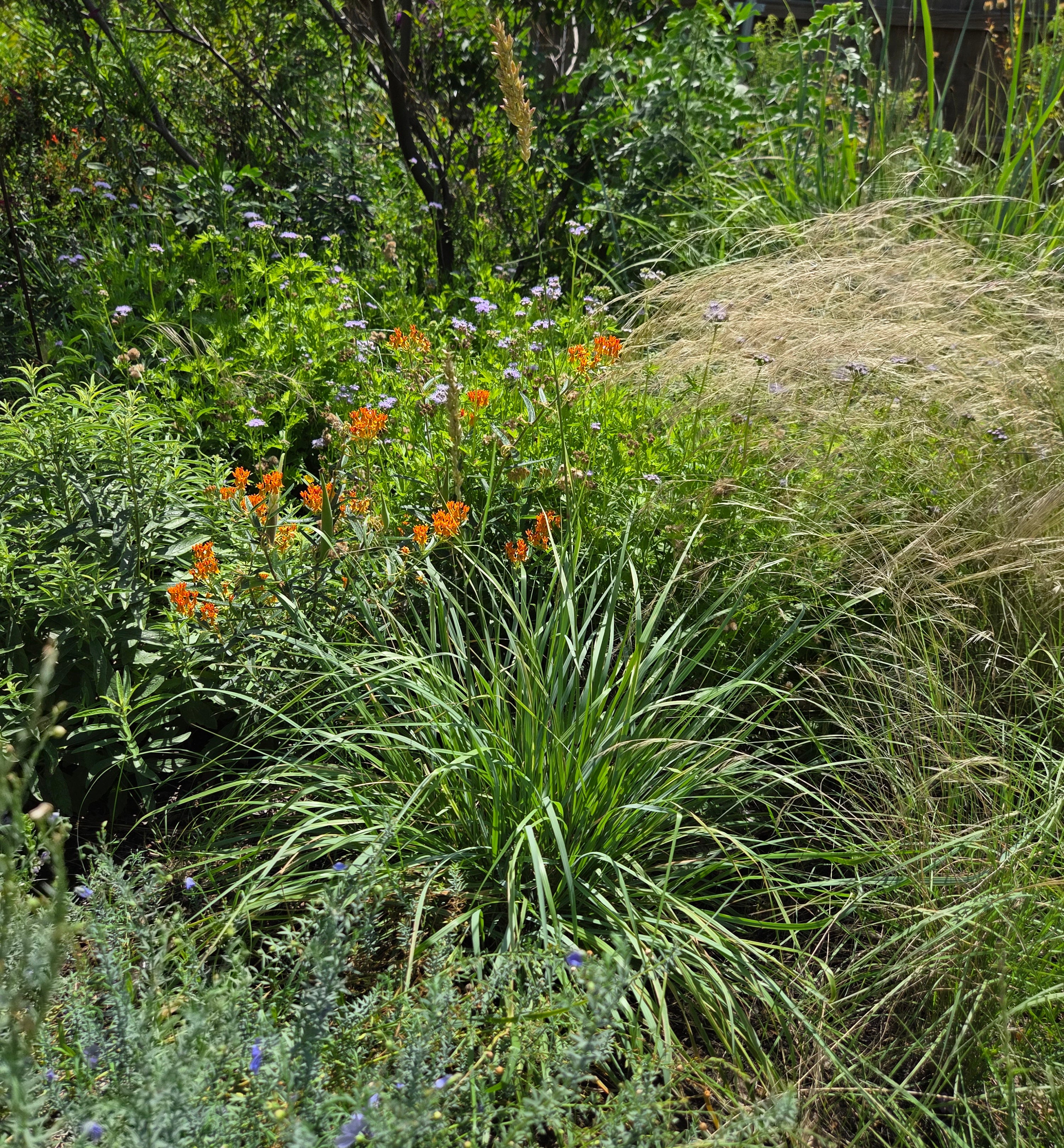Tridens congestus (Pink Fluffgrass)