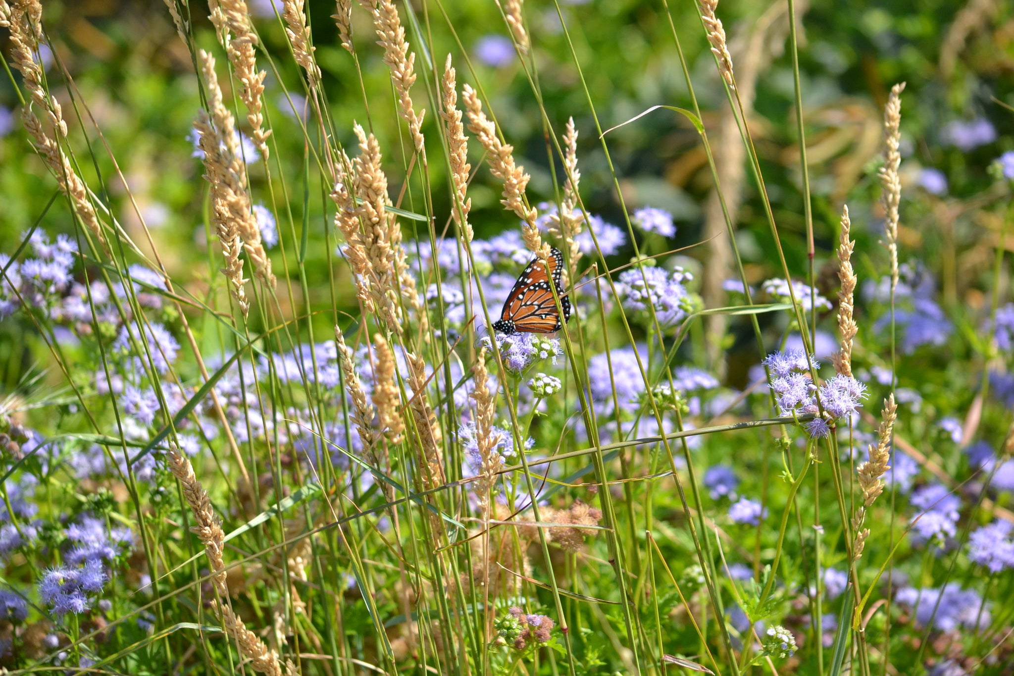Tridens congestus (Pink Fluffgrass)