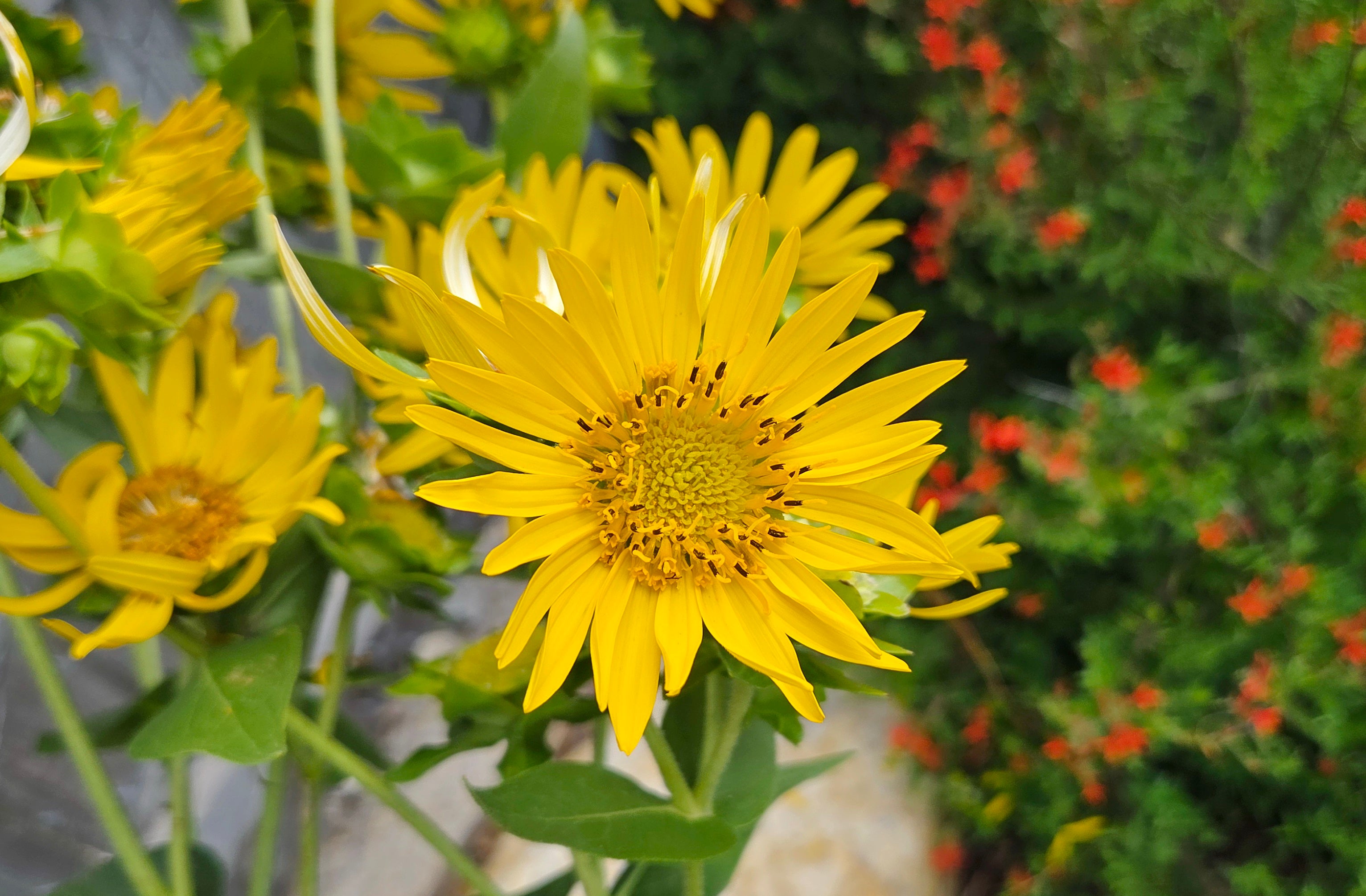 Silphium radula (Roughstem Rosinweed)