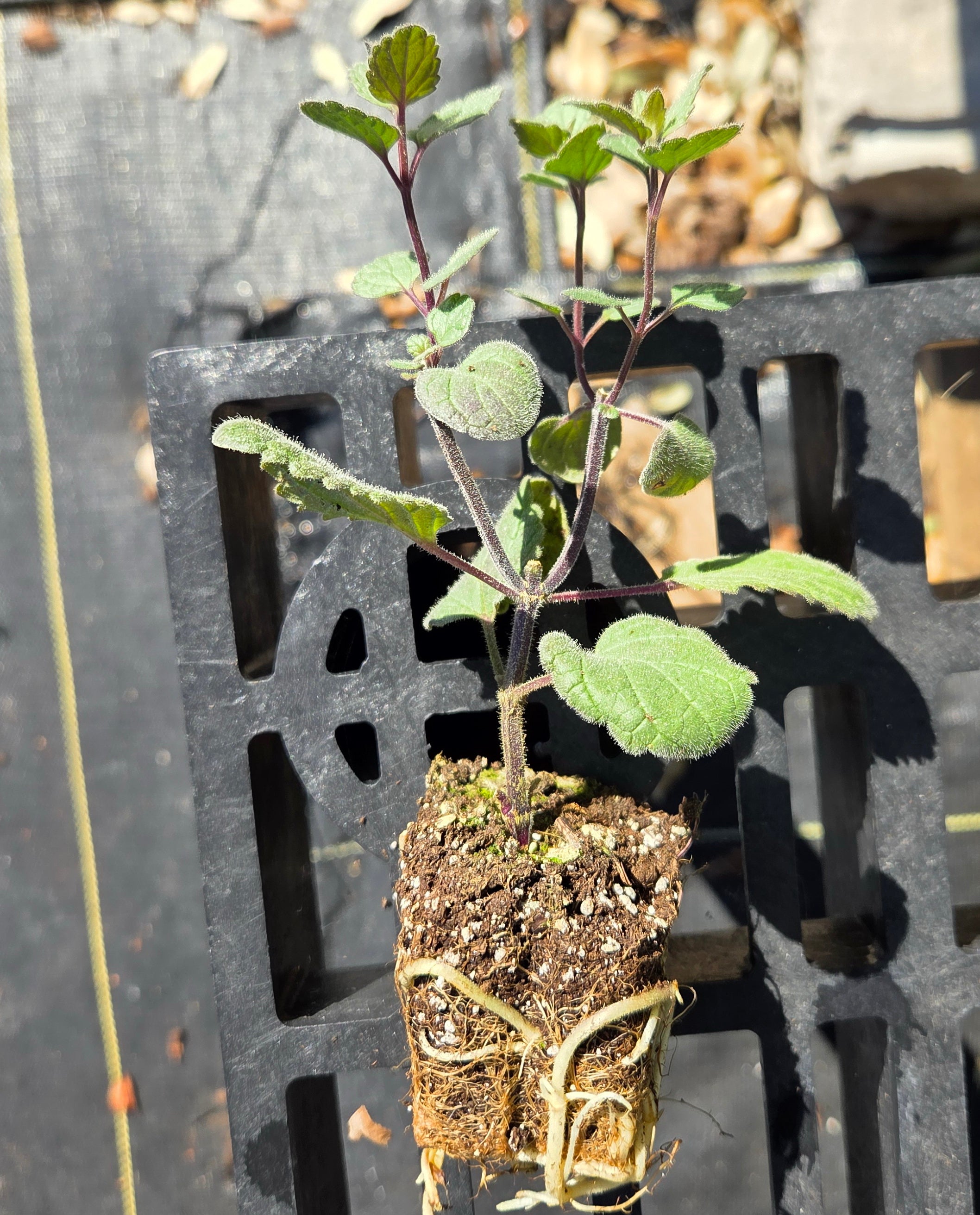 Scutellaria ovata (Heartleaf Skullcap)