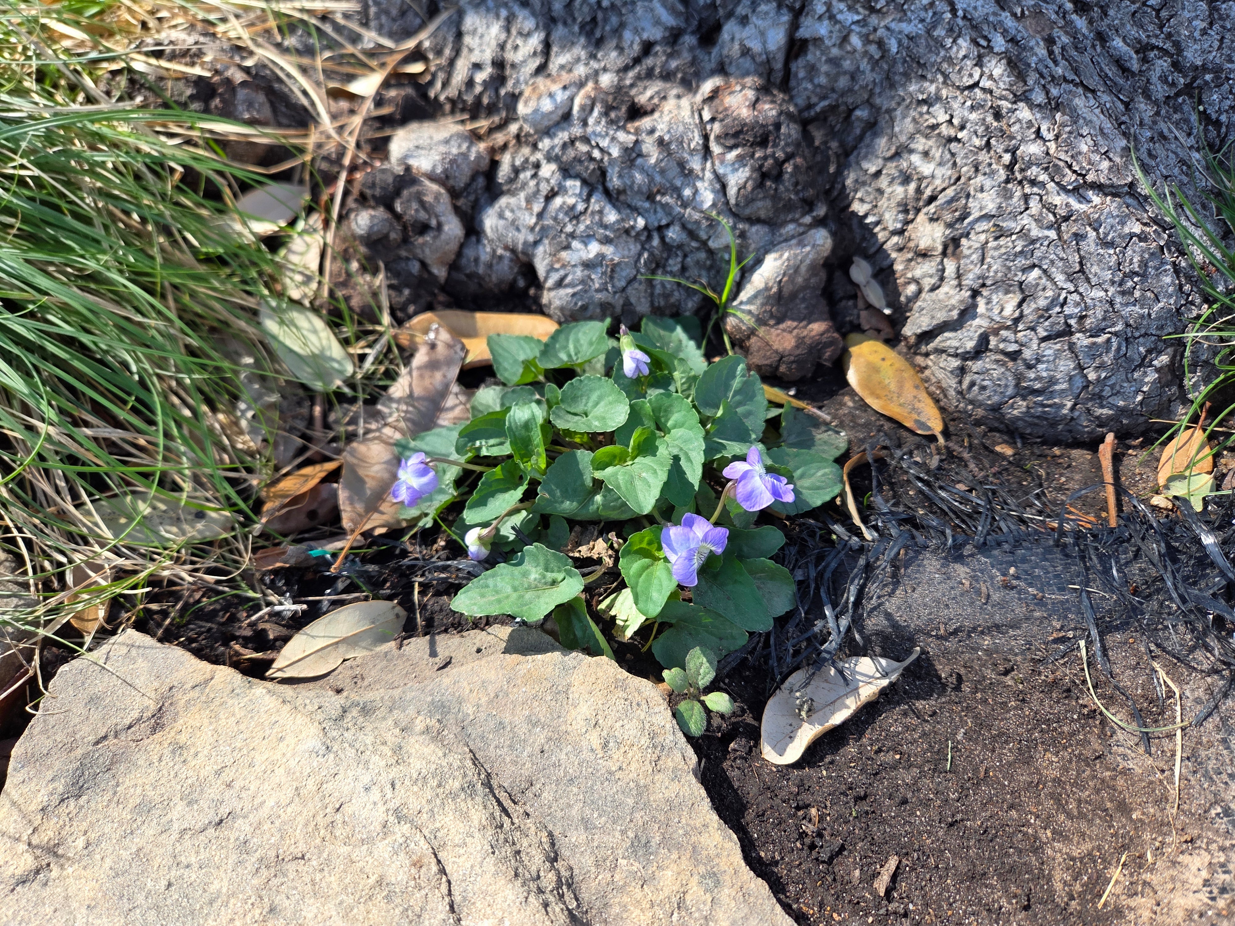 Viola missouriensis (Missouri Violet)
