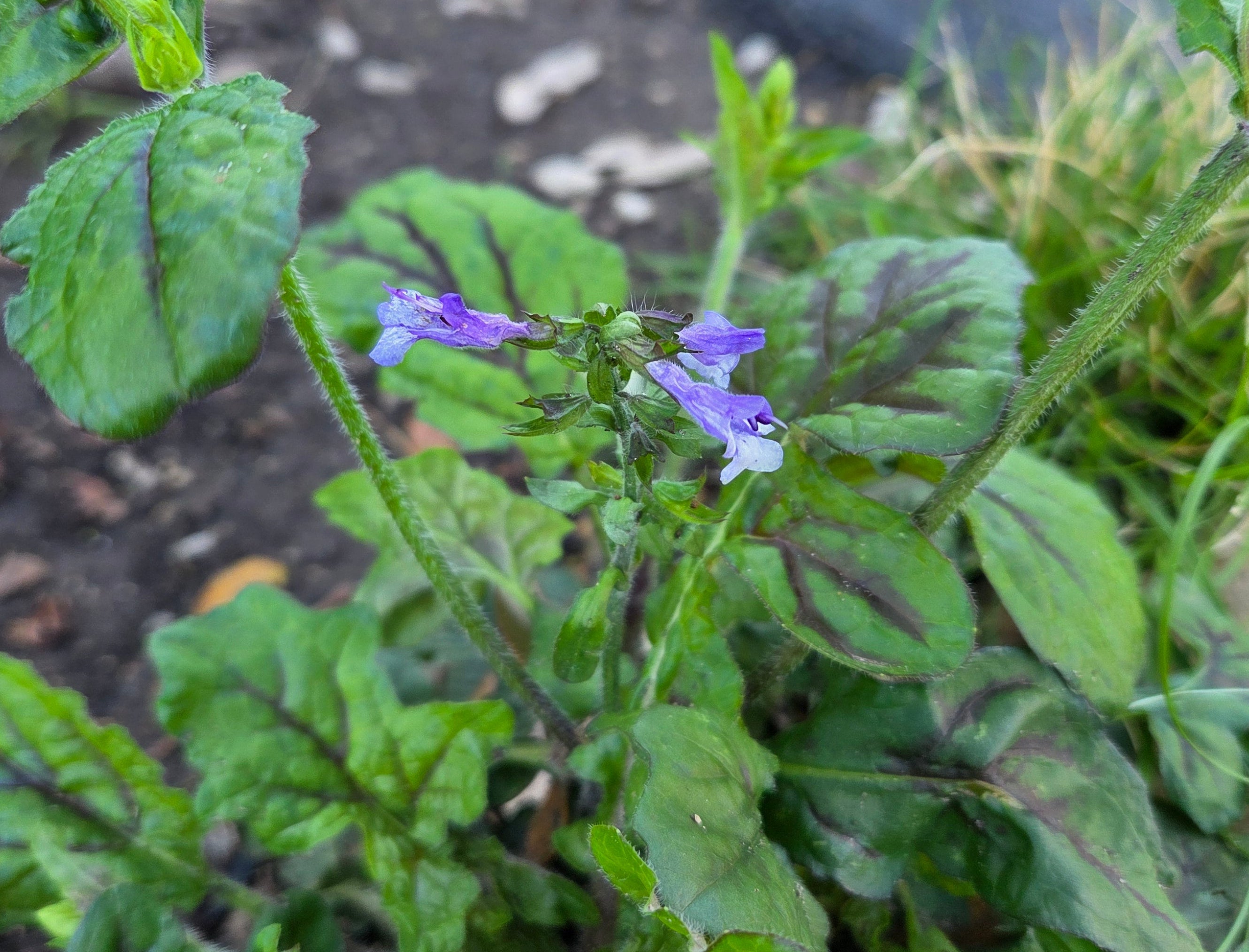 Salvia lyrata (Lyreleaf Sage)