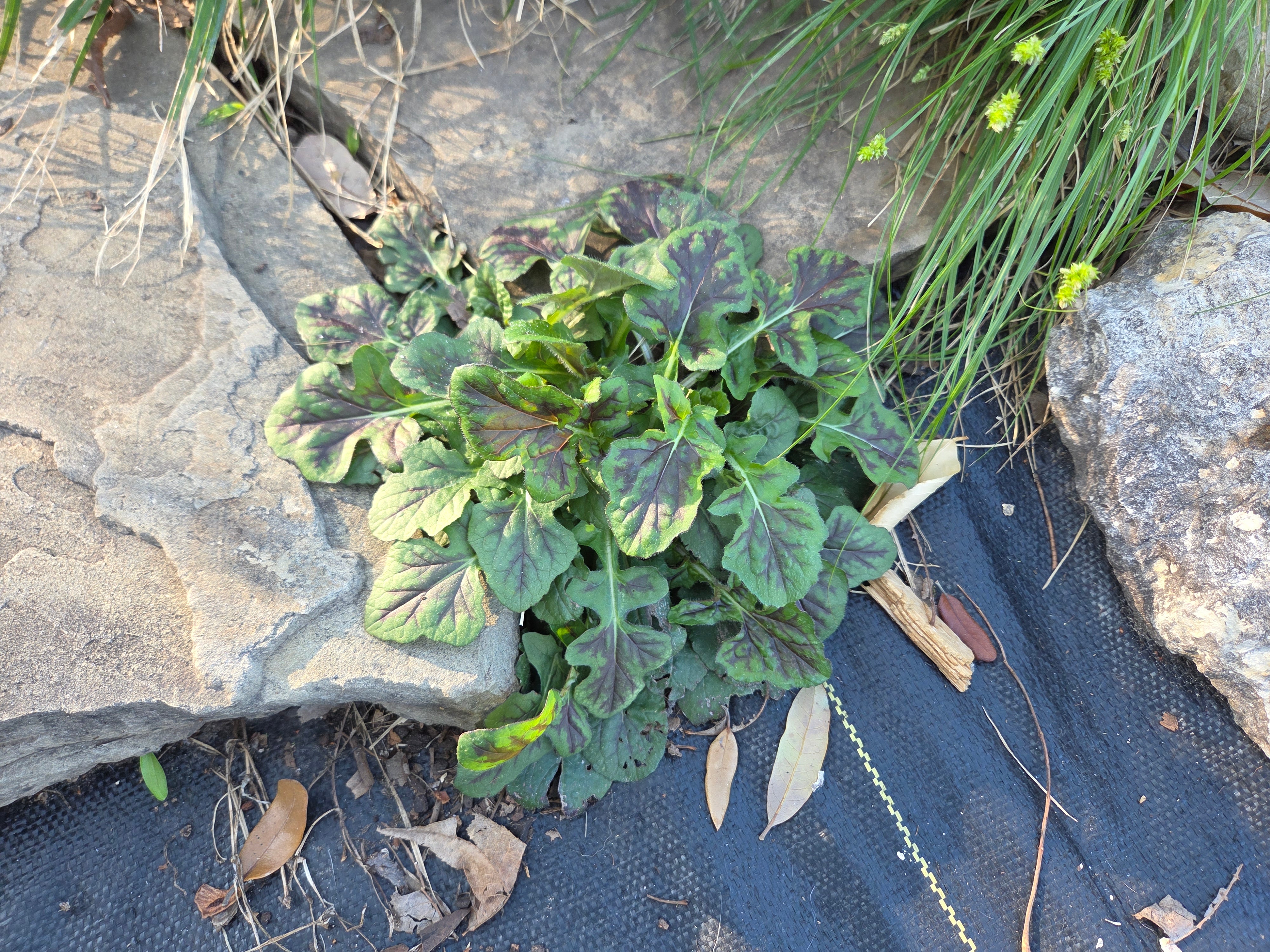 Salvia lyrata (Lyreleaf Sage)