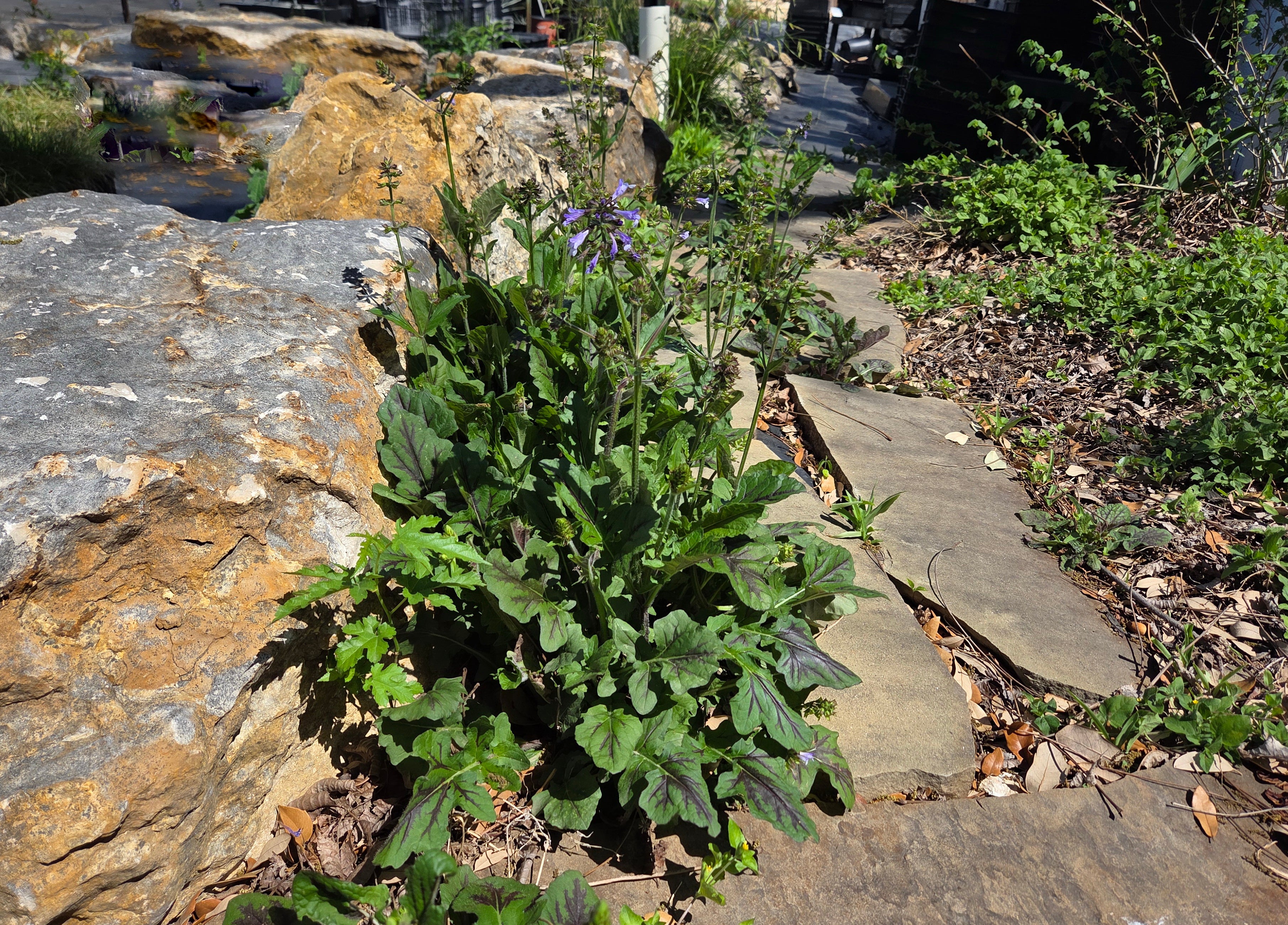 Salvia lyrata (Lyreleaf Sage)