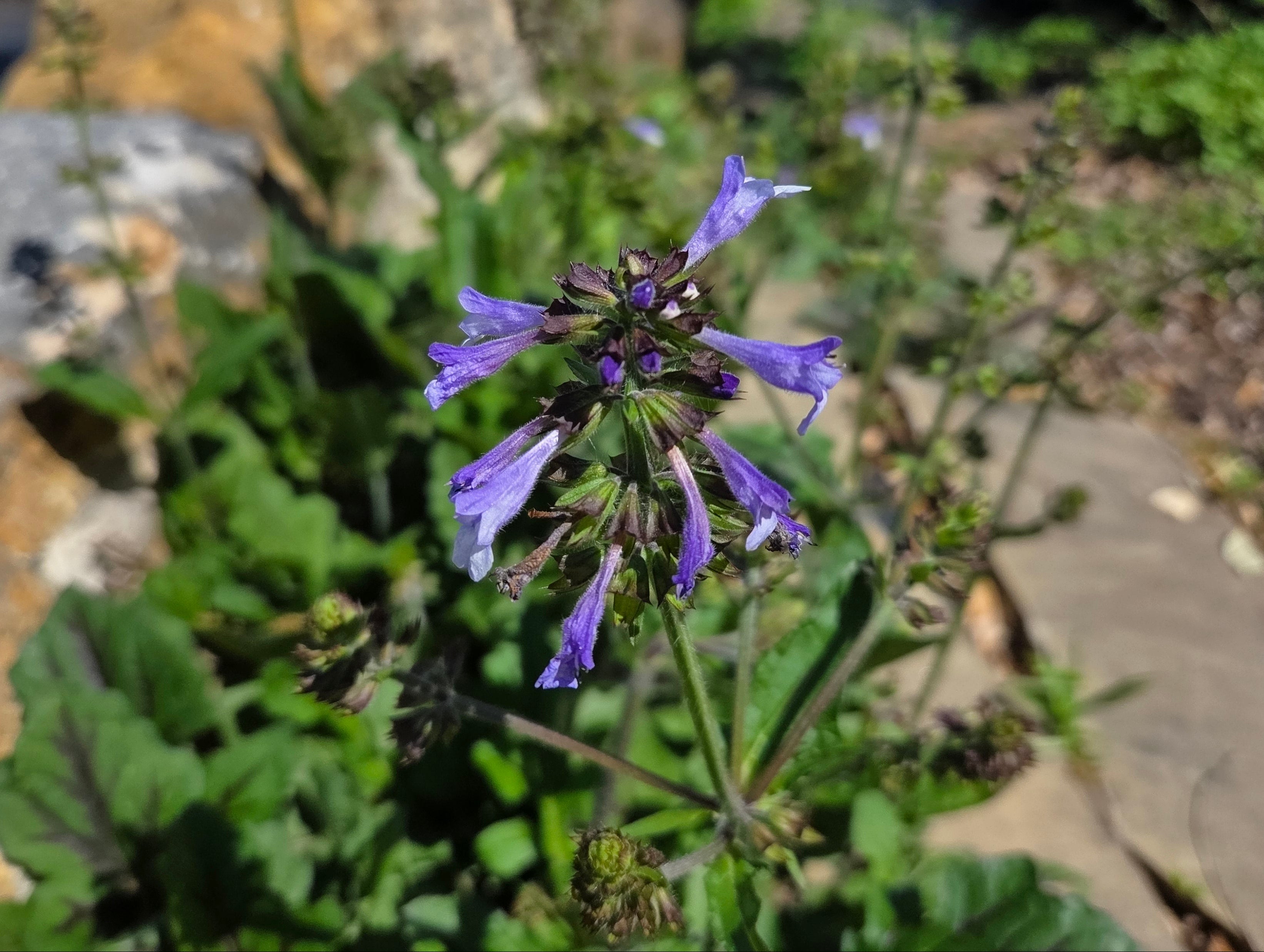 Salvia lyrata (Lyreleaf Sage)