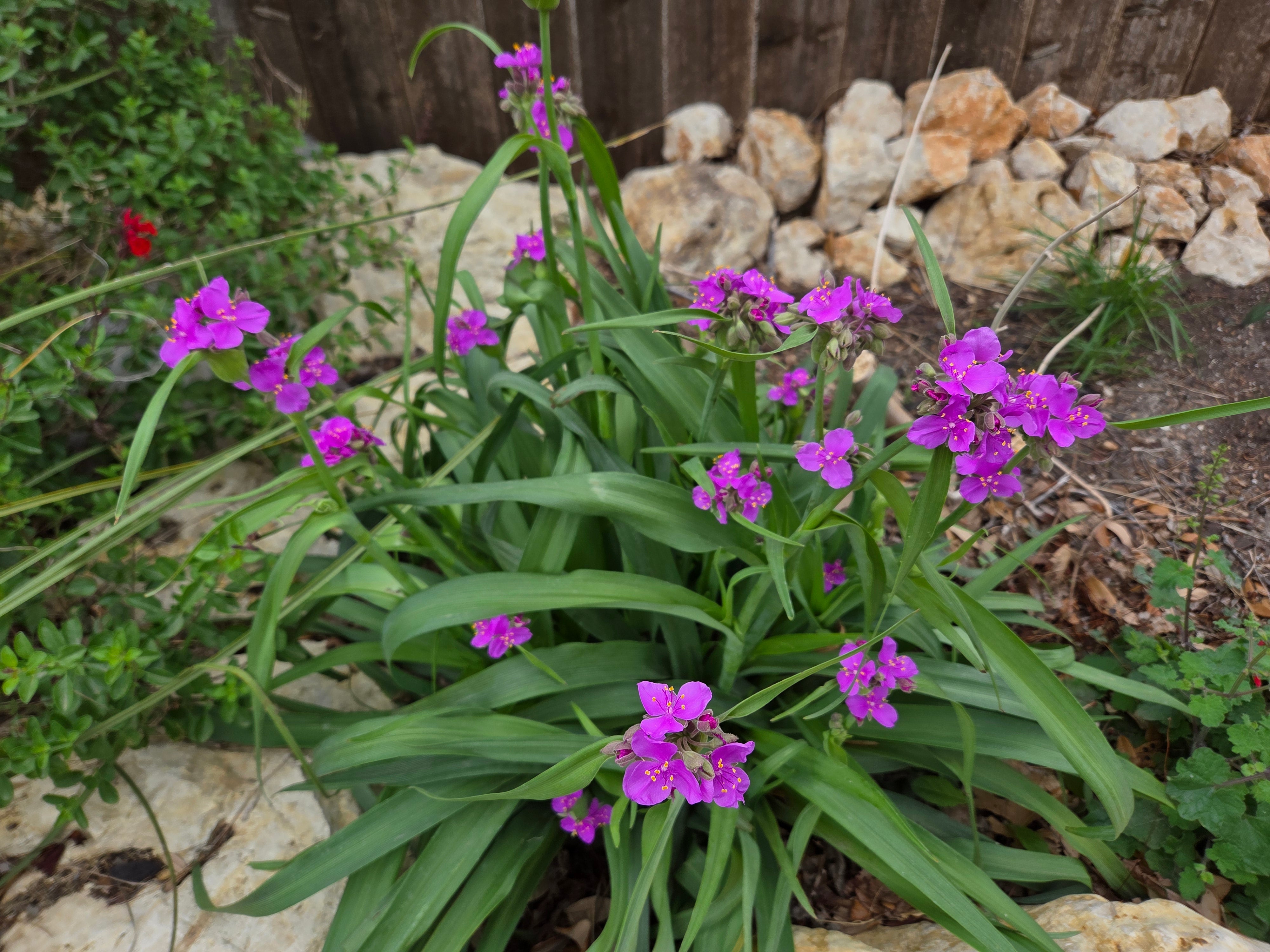 Tradescantia gigantea (Giant Spiderwort)