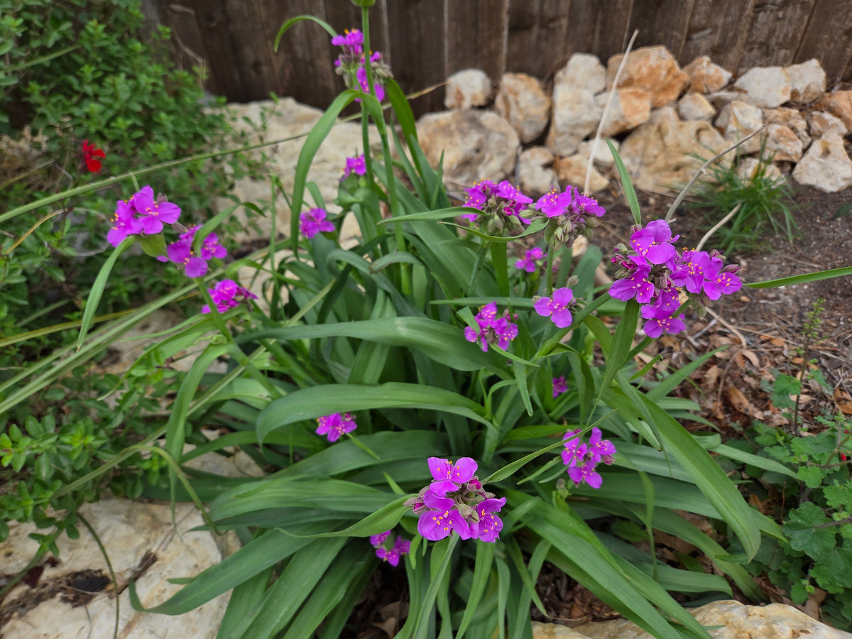 Tradescantia gigantea (Giant Spiderwort)