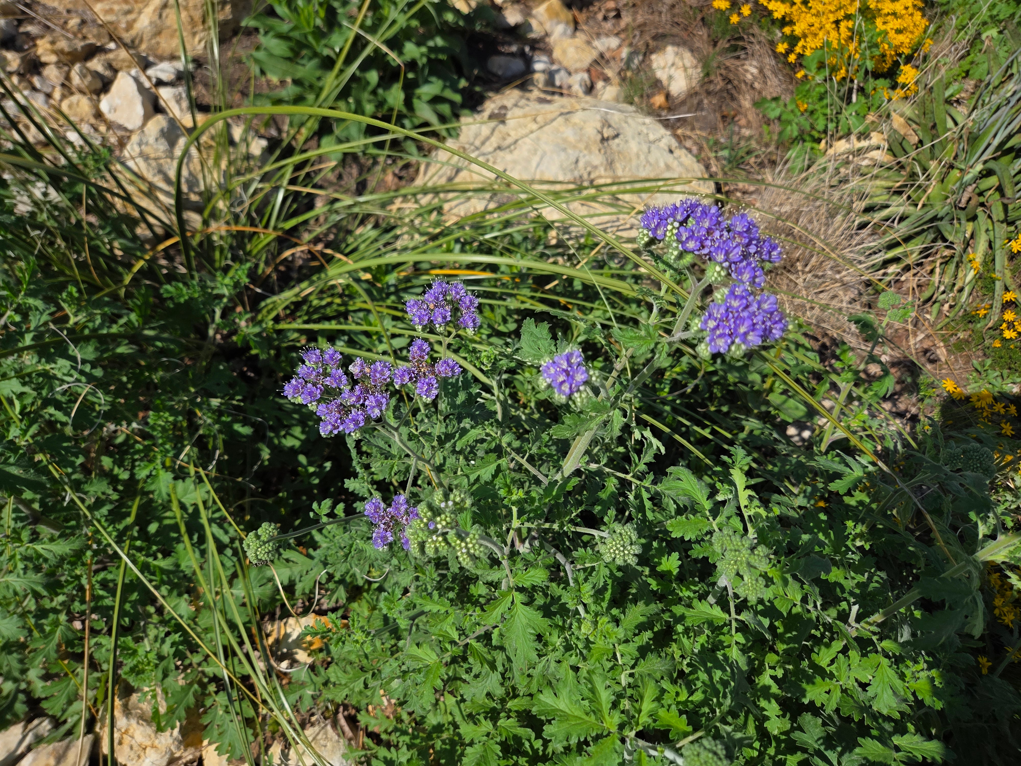 Phacelia congesta (Blue Curls)