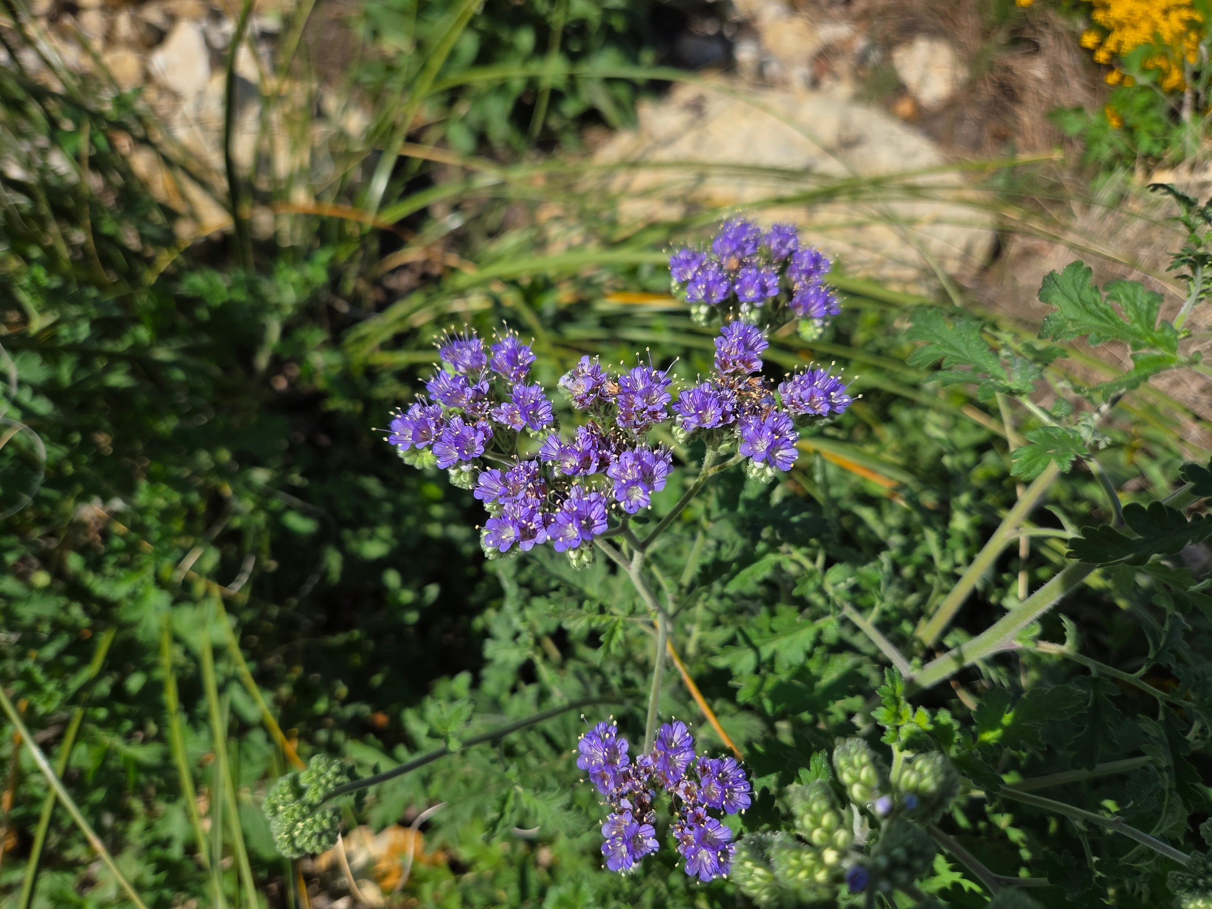 Phacelia congesta (Blue Curls)
