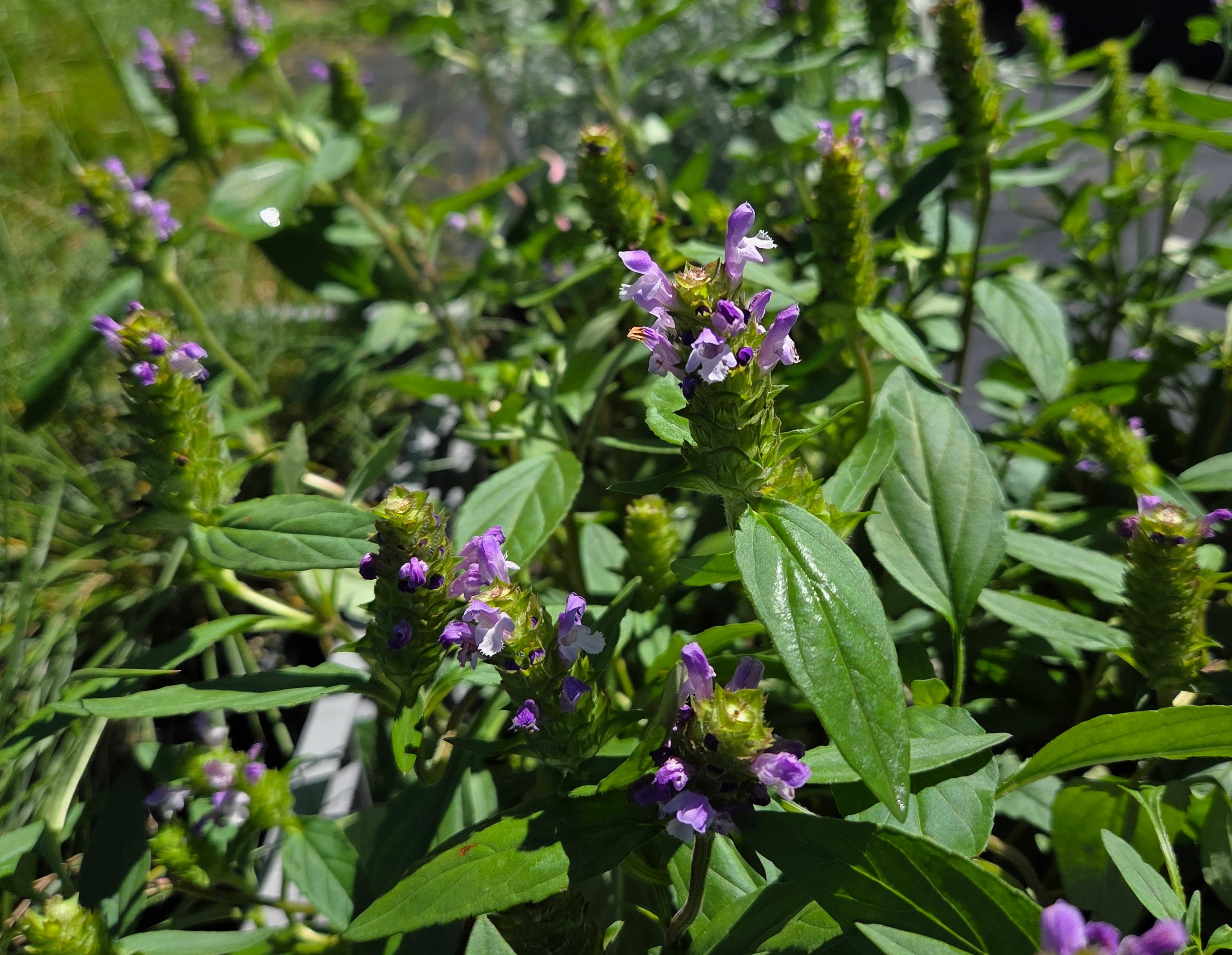Prunella vulgaris (Common Selfheal)