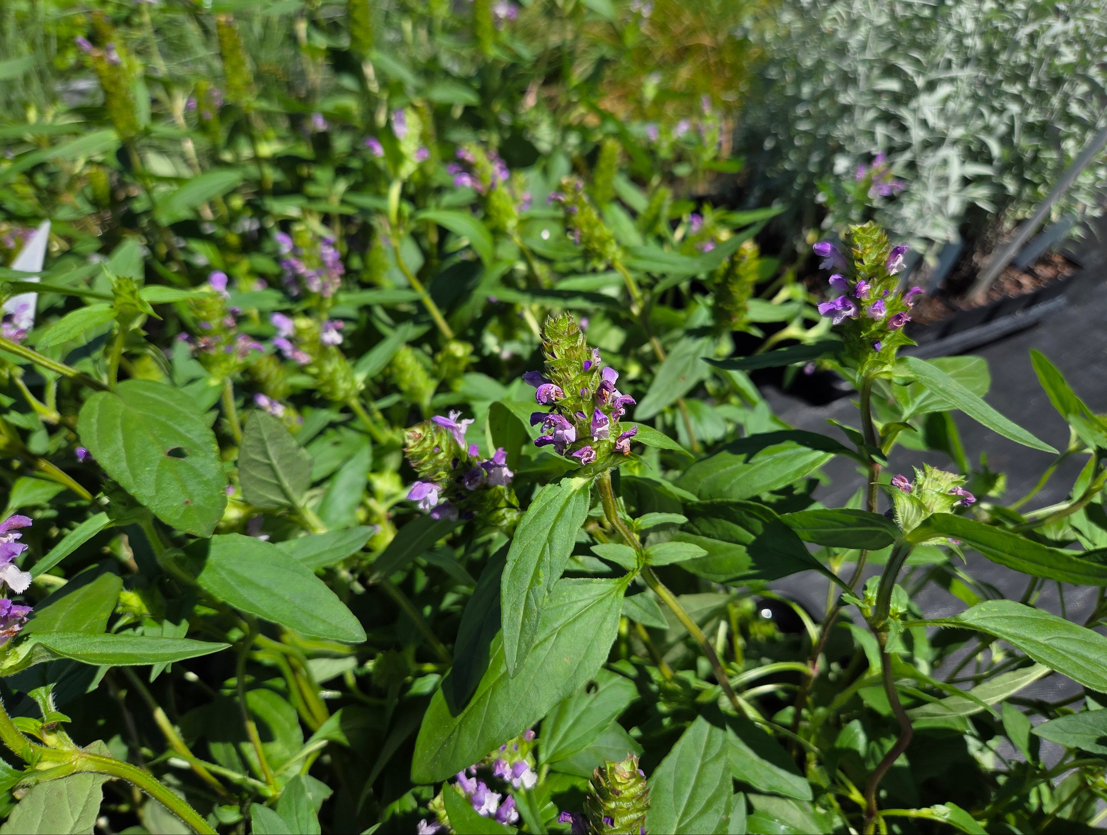 Prunella vulgaris Common Selfheal