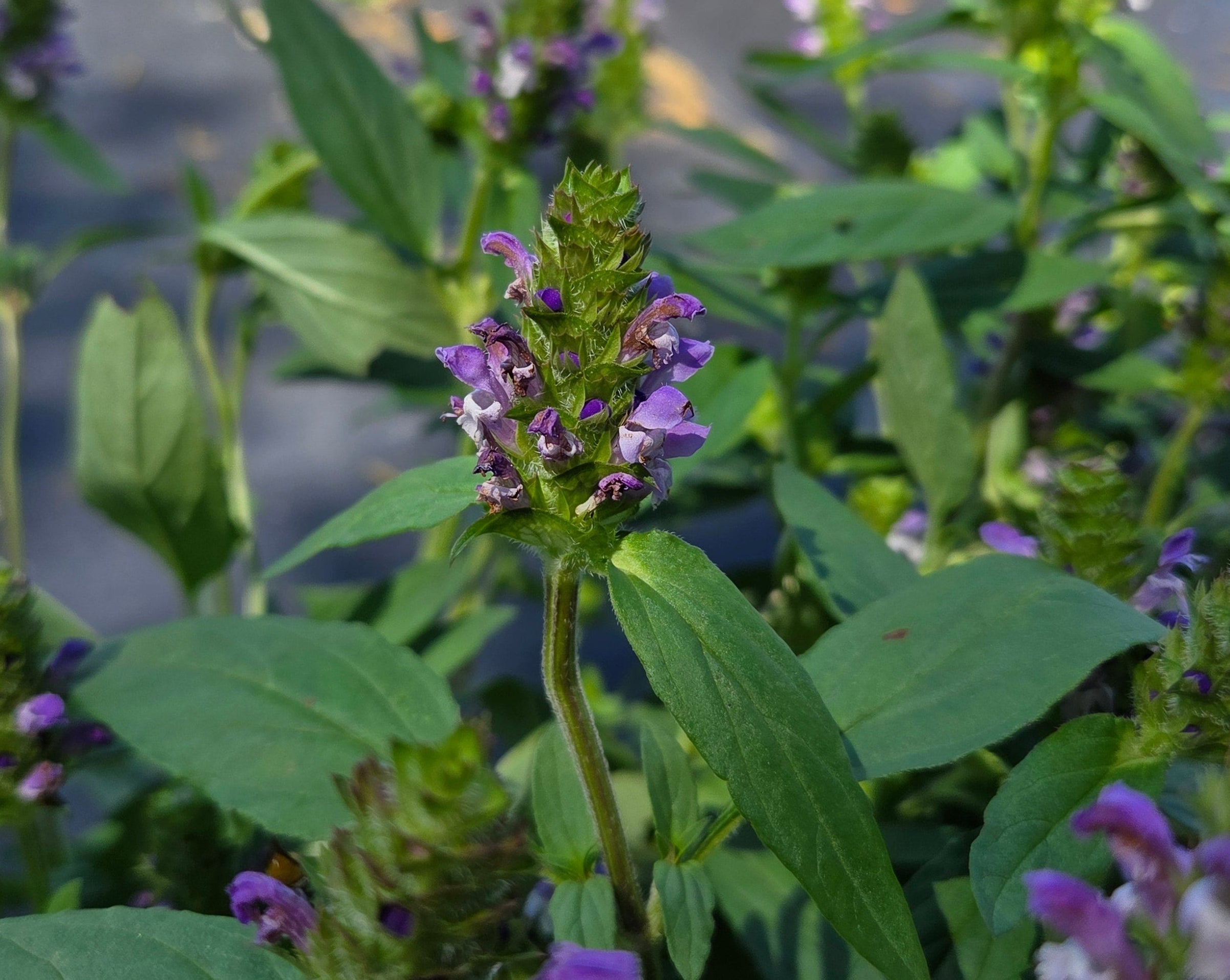Prunella vulgaris Common Selfheal